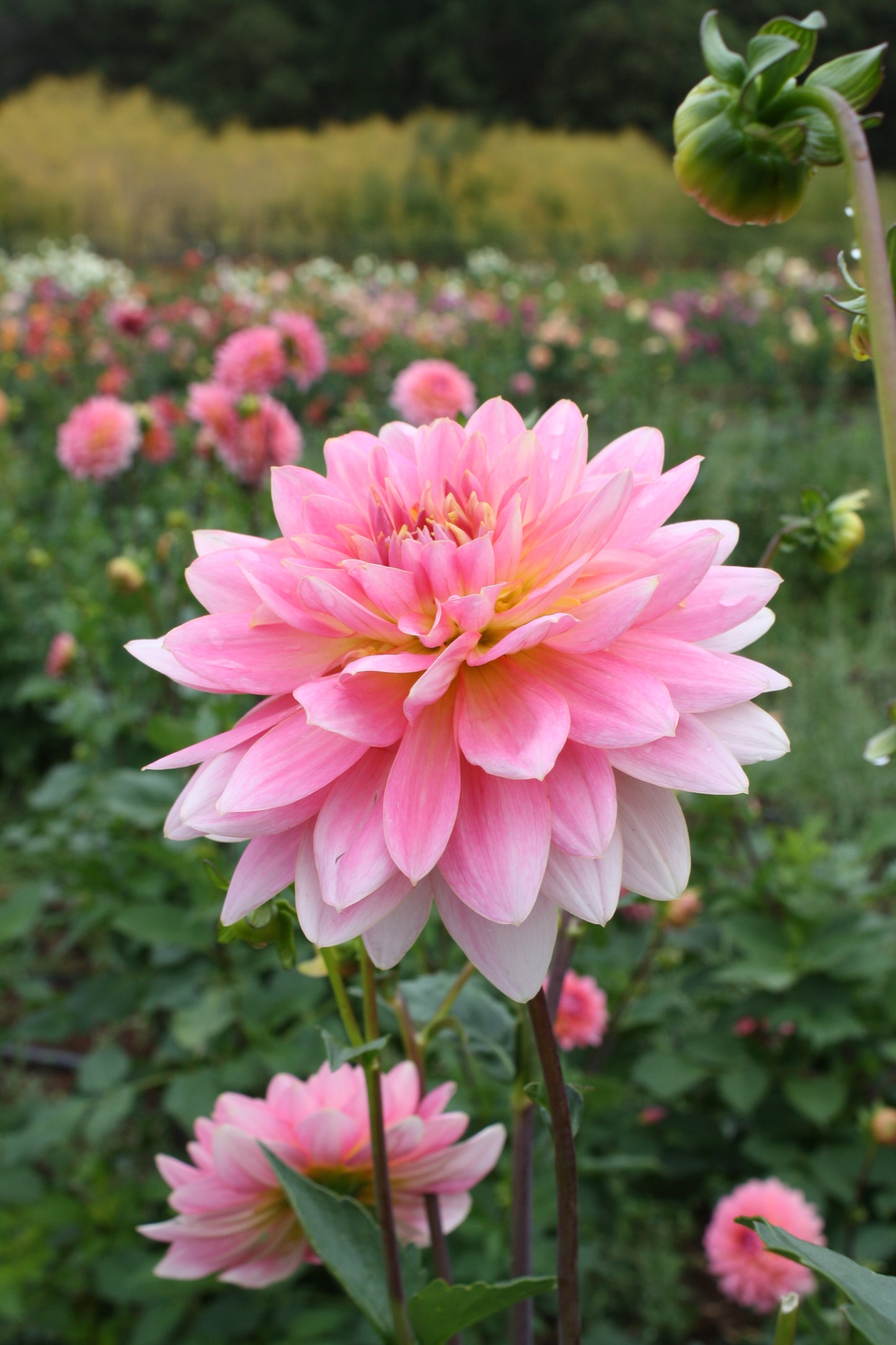 Gerrie Hoek Dahlia Tuber