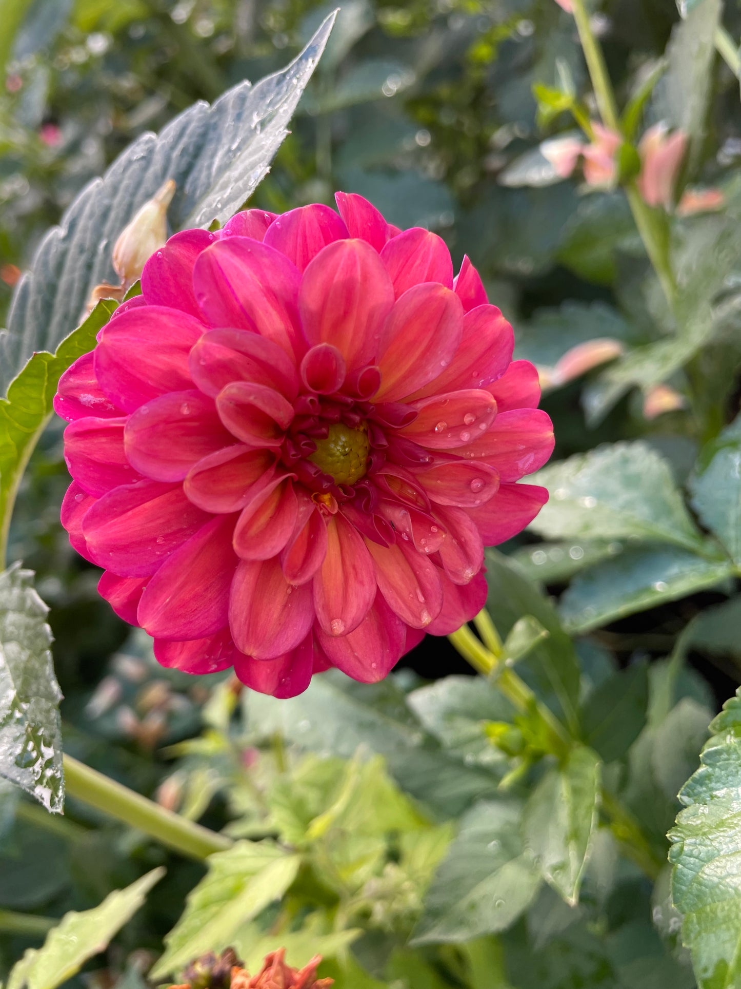 Zundert Mystery Fox Dahlia Tuber