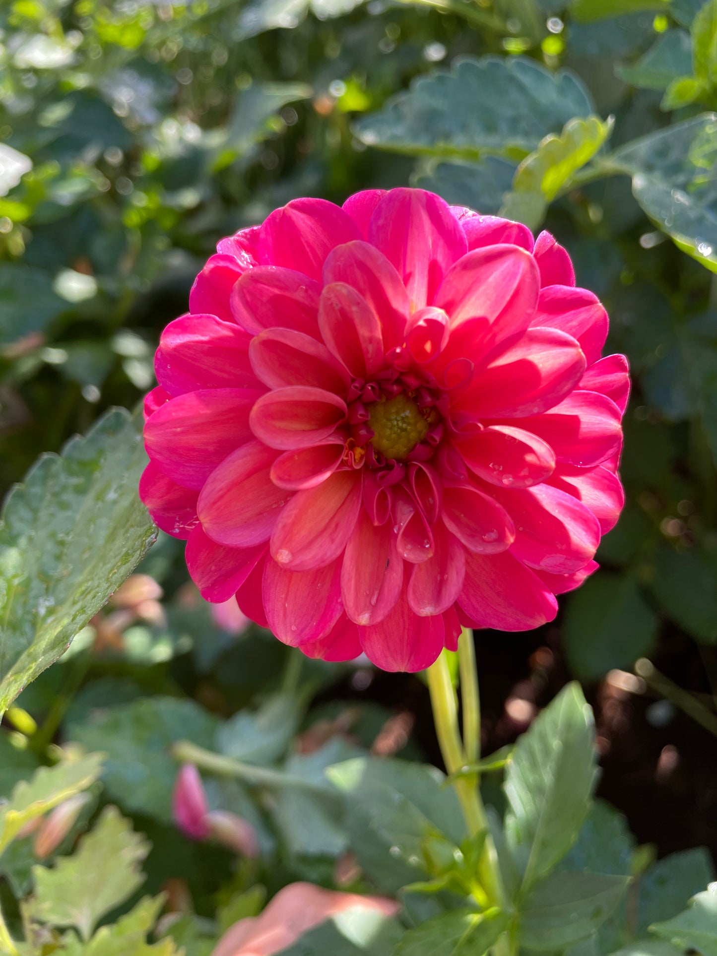 Zundert Mystery Fox Dahlia Tuber