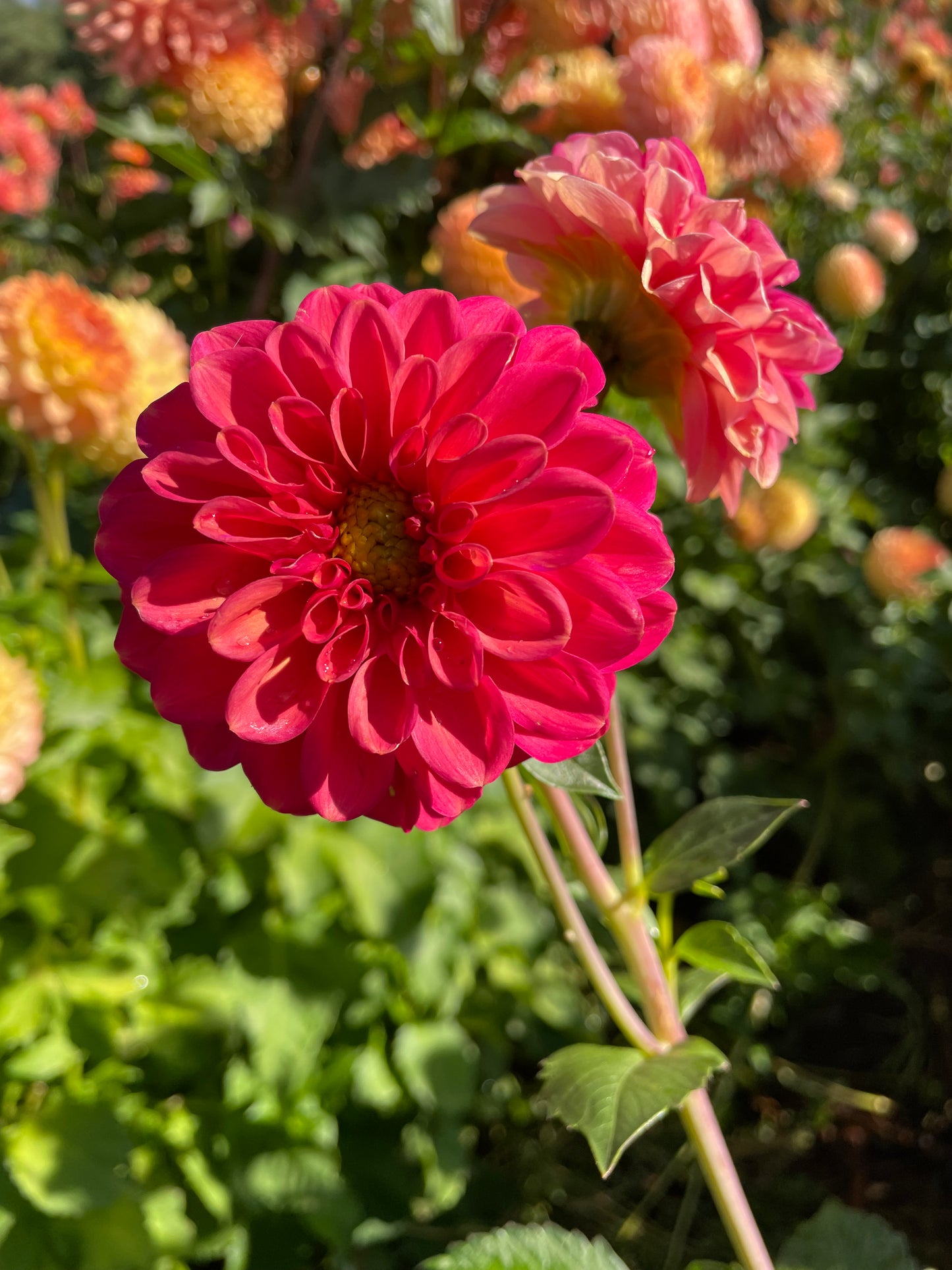 Zundert Mystery Fox Dahlia Tuber