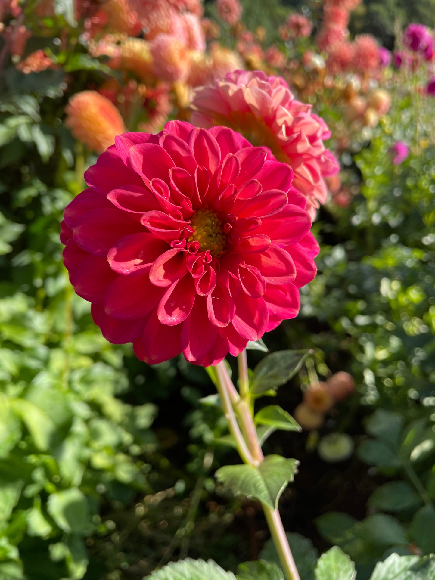 Zundert Mystery Fox Dahlia Tuber