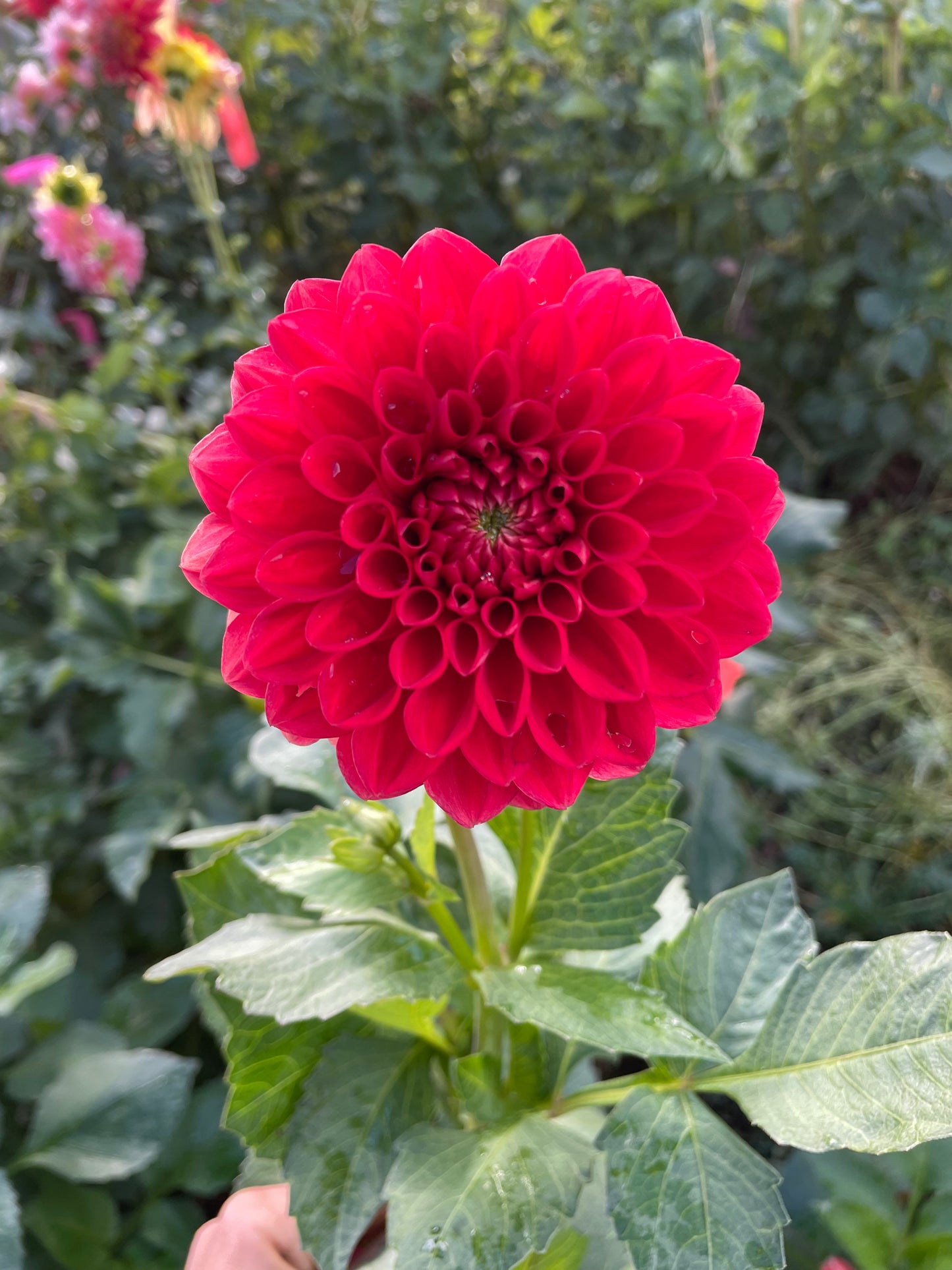 AC Firefly Dahlia Tuber