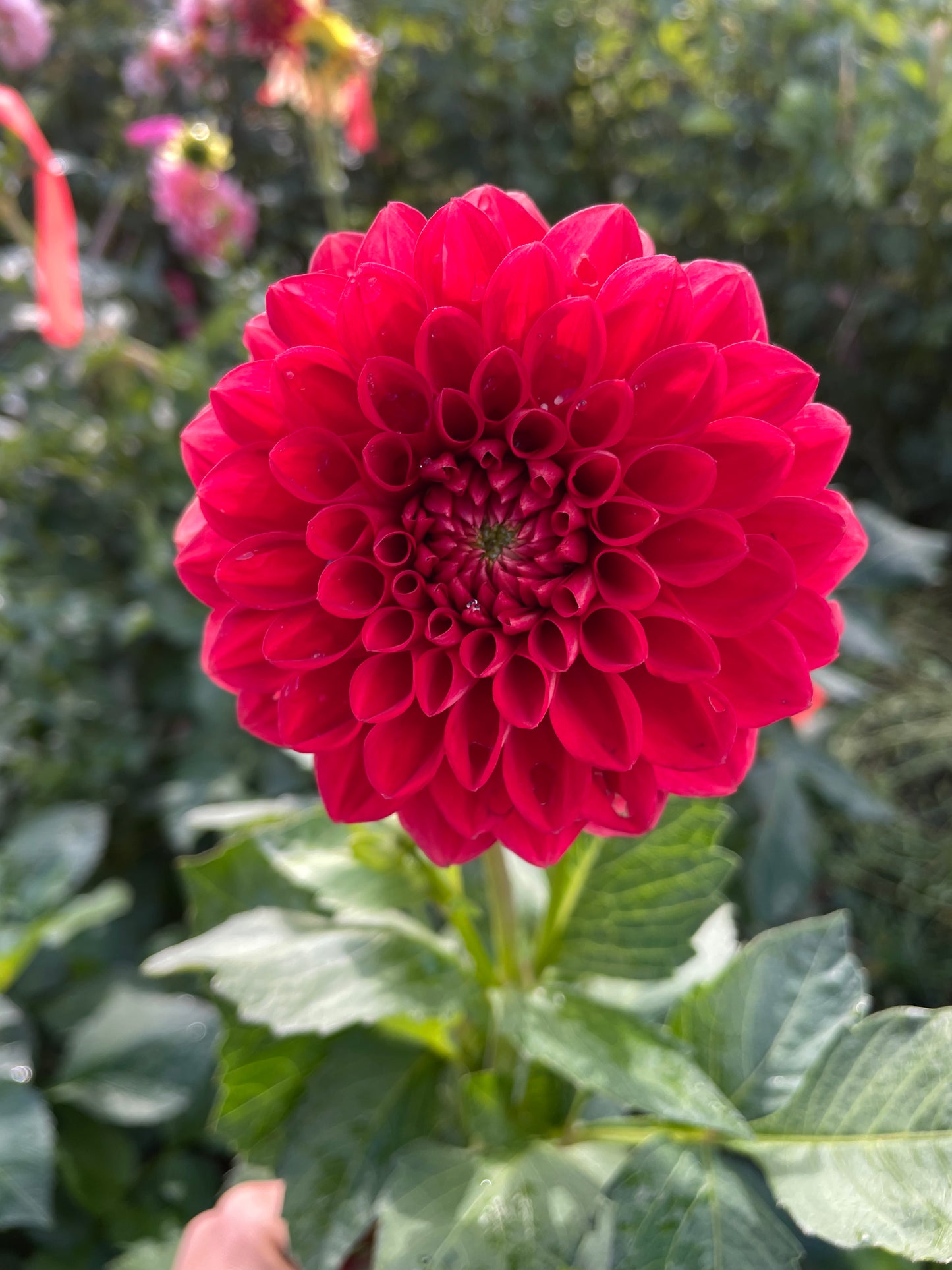 AC Firefly Dahlia Tuber
