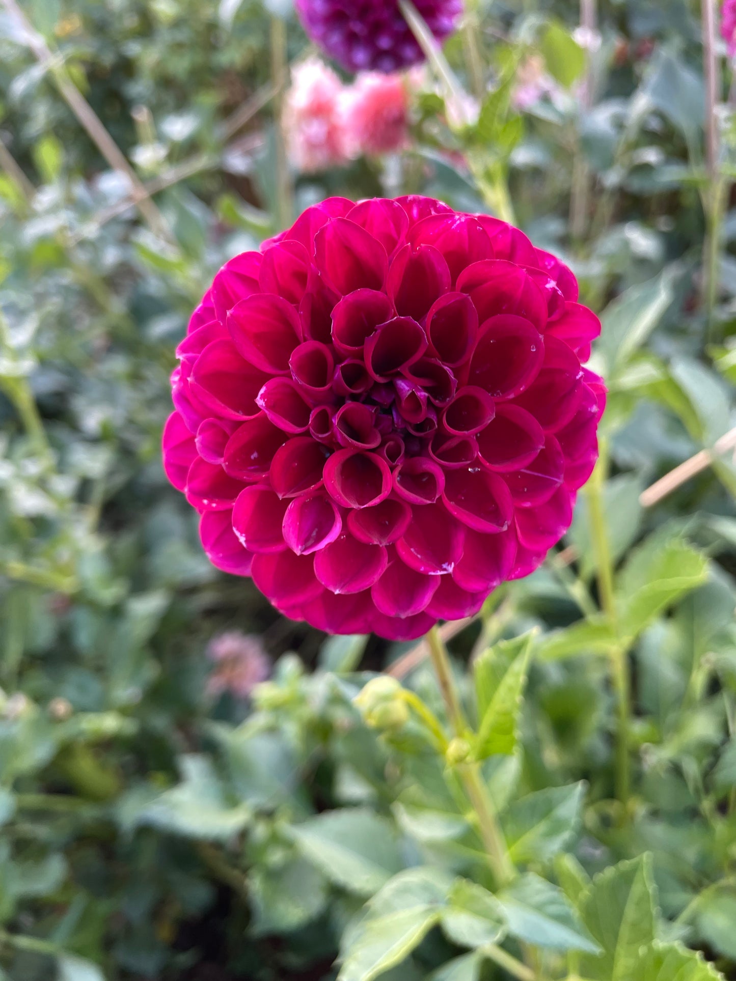 Ivanetti Dahlia Tuber