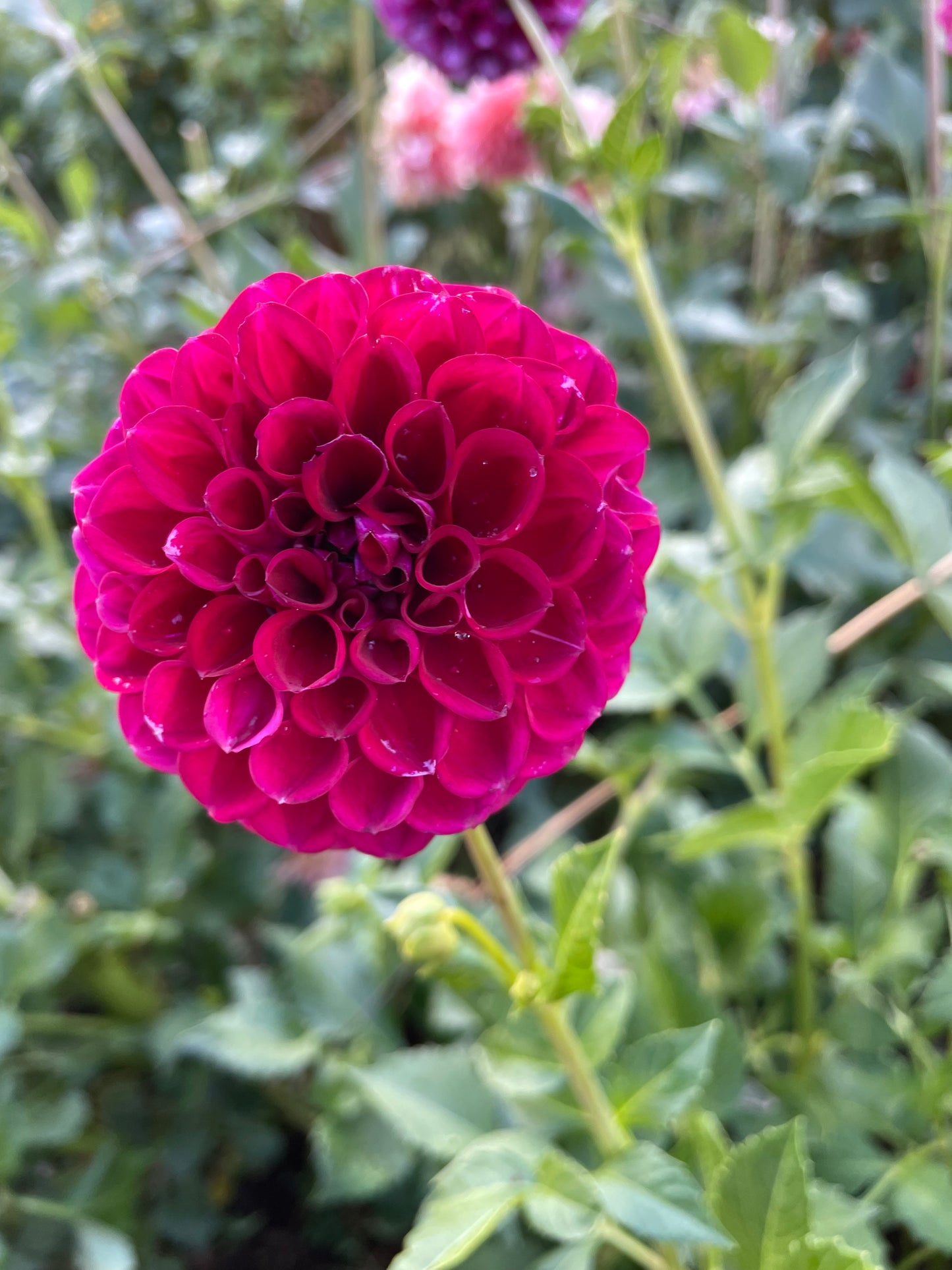 Ivanetti Dahlia Tuber