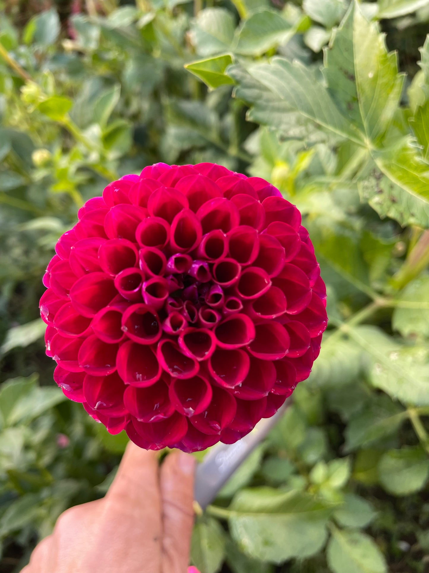 Ivanetti Dahlia Tuber