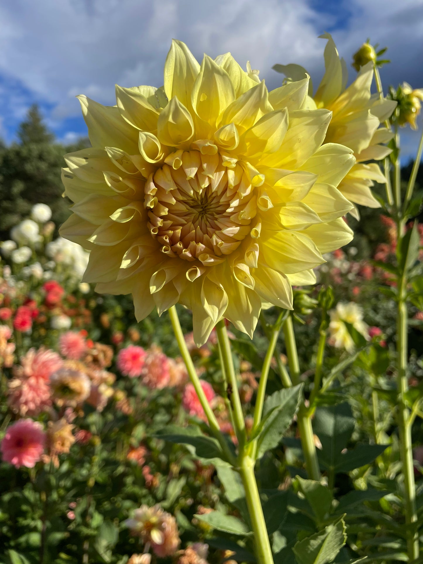 Westerton Lillian Dahlia Tuber