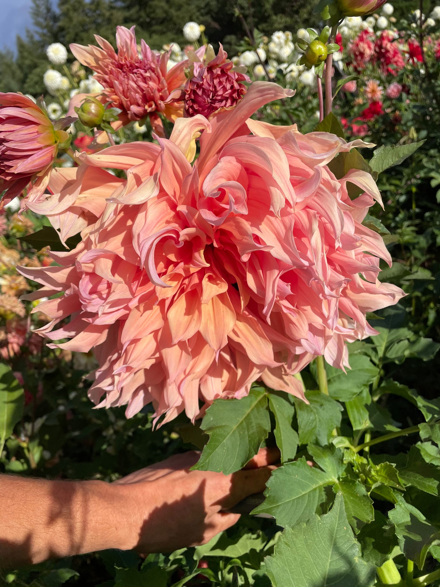 Sherwood's Peach Dahlia Tuber