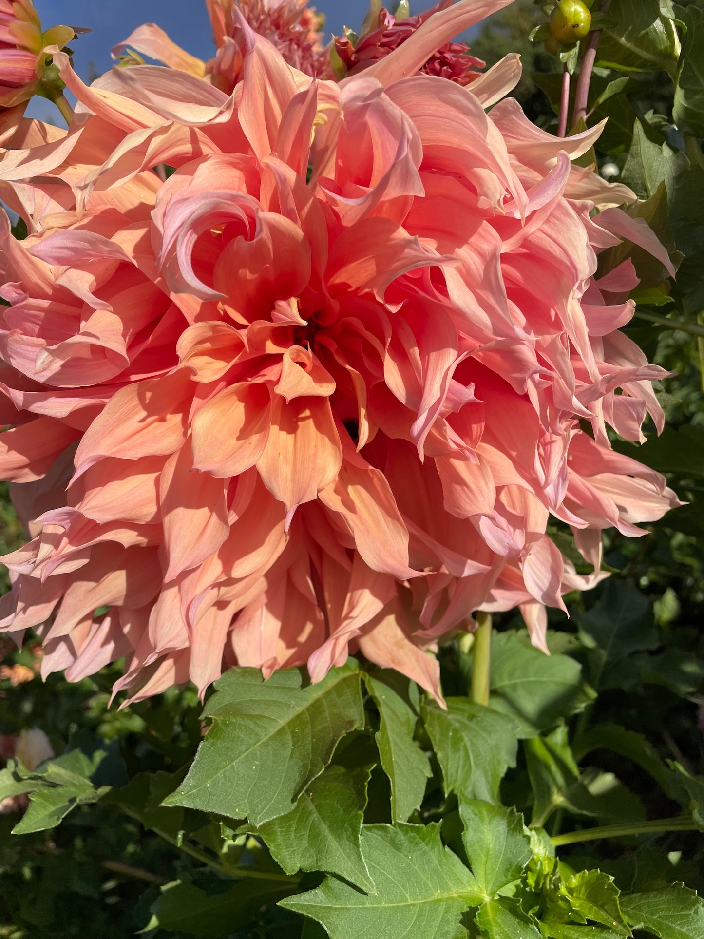Sherwood's Peach Dahlia Tuber