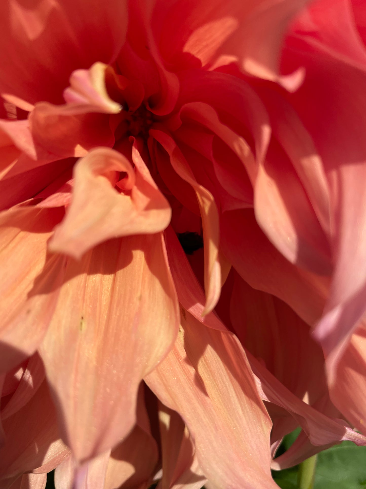 Sherwood's Peach Dahlia Tuber