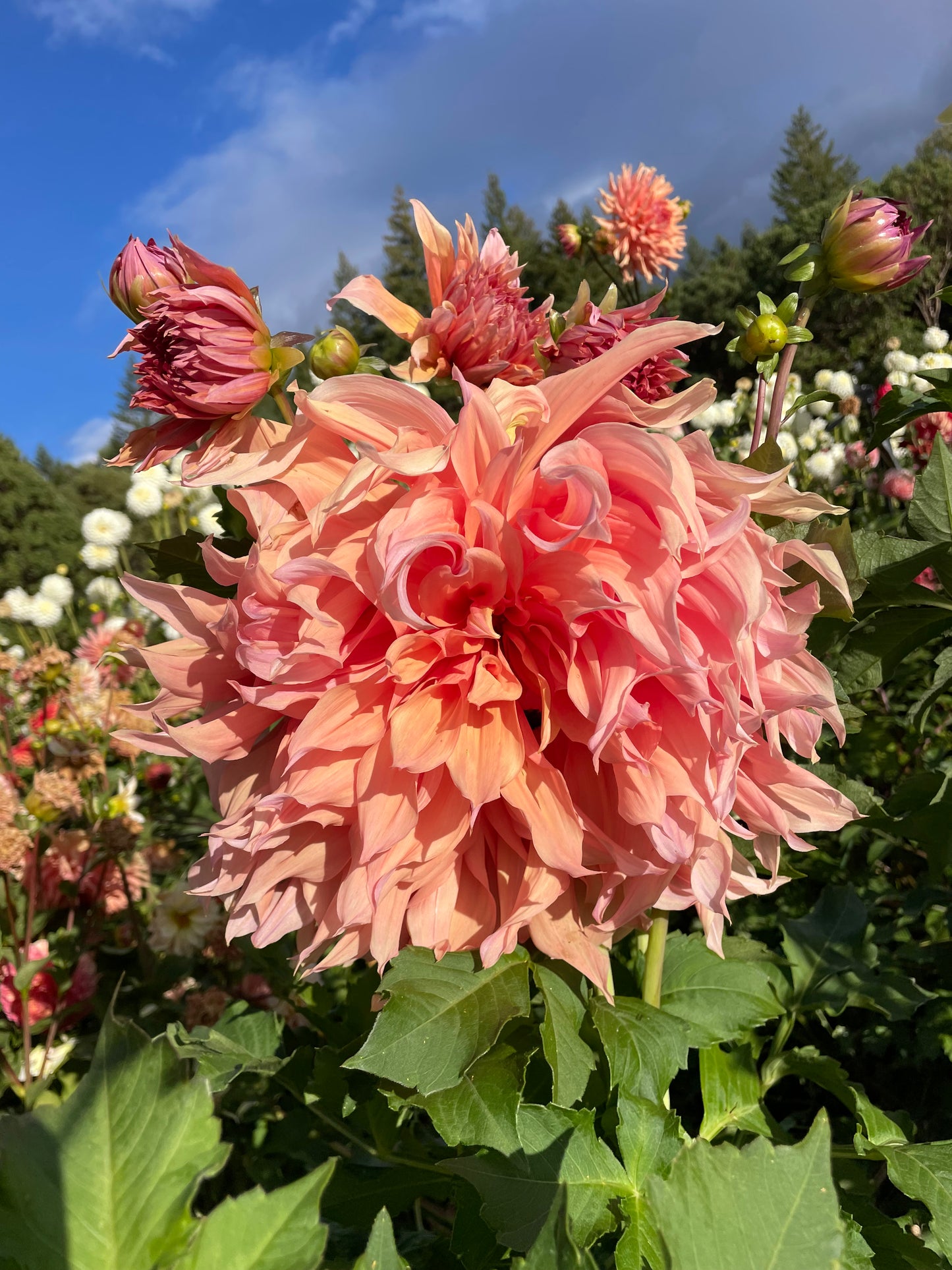Sherwood's Peach Dahlia Tuber