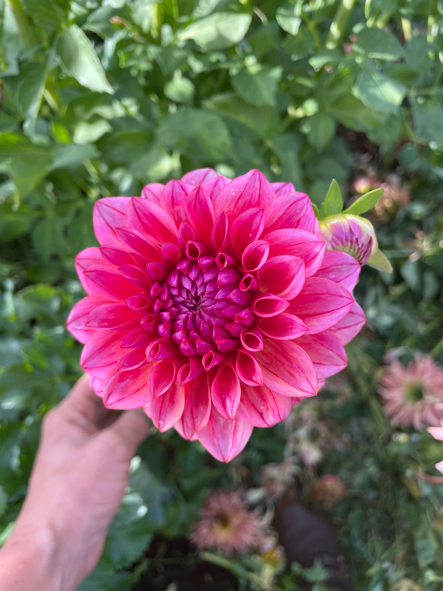 All That Jazz Dahlia Tuber