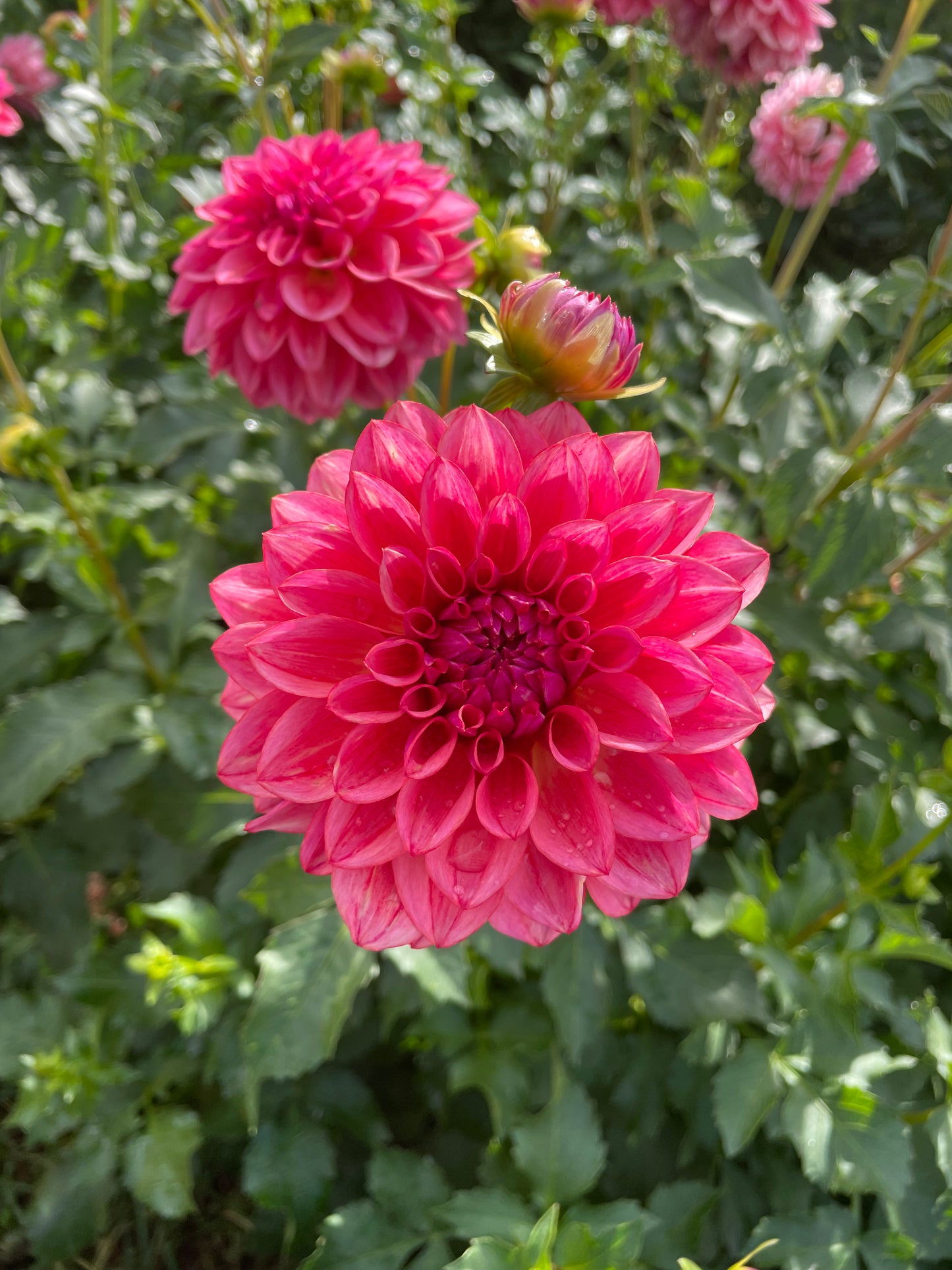 All That Jazz Dahlia Tuber