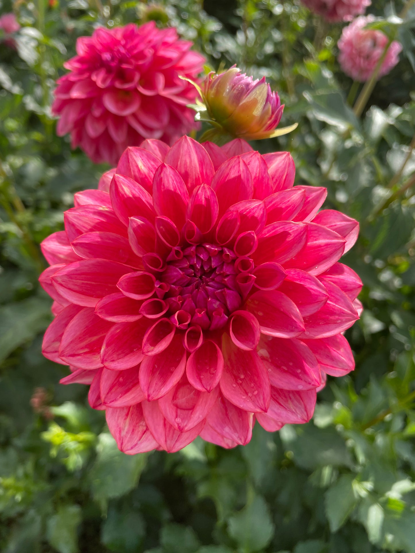 All That Jazz Dahlia Tuber