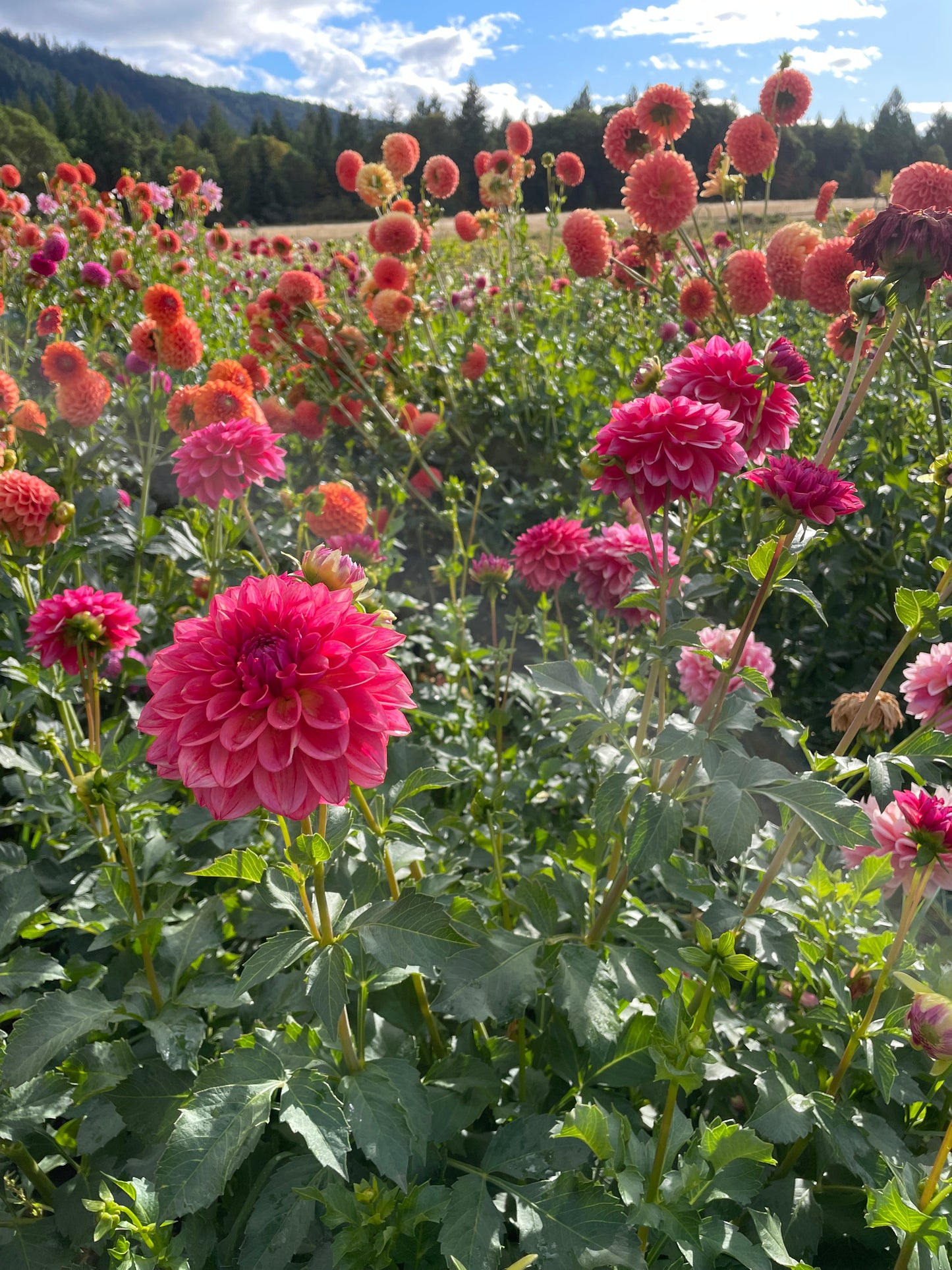 All That Jazz Dahlia Tuber