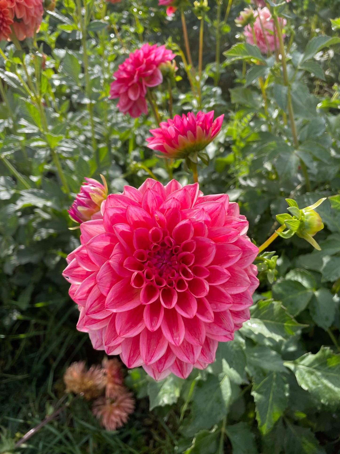 All That Jazz Dahlia Tuber
