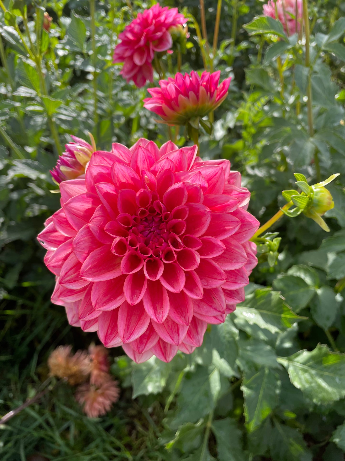 All That Jazz Dahlia Tuber