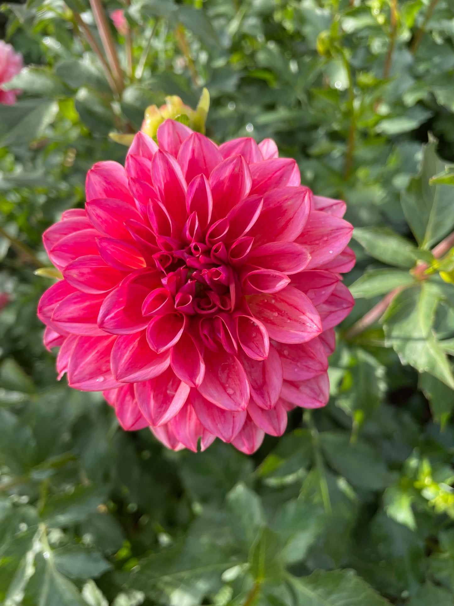 All That Jazz Dahlia Tuber