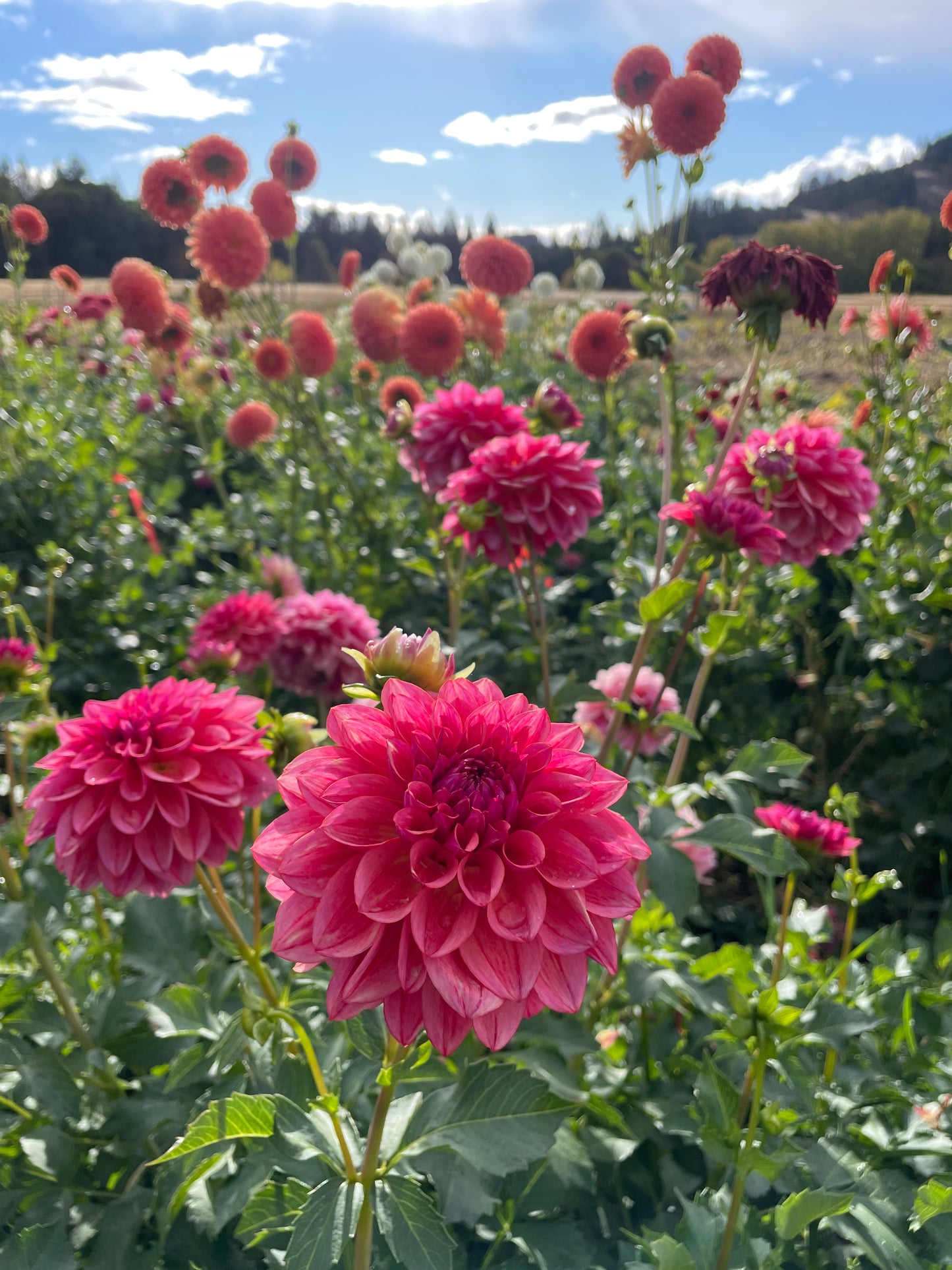 All That Jazz Dahlia Tuber