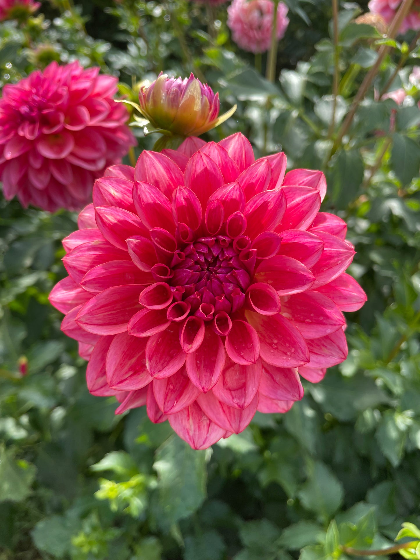 All That Jazz Dahlia Tuber
