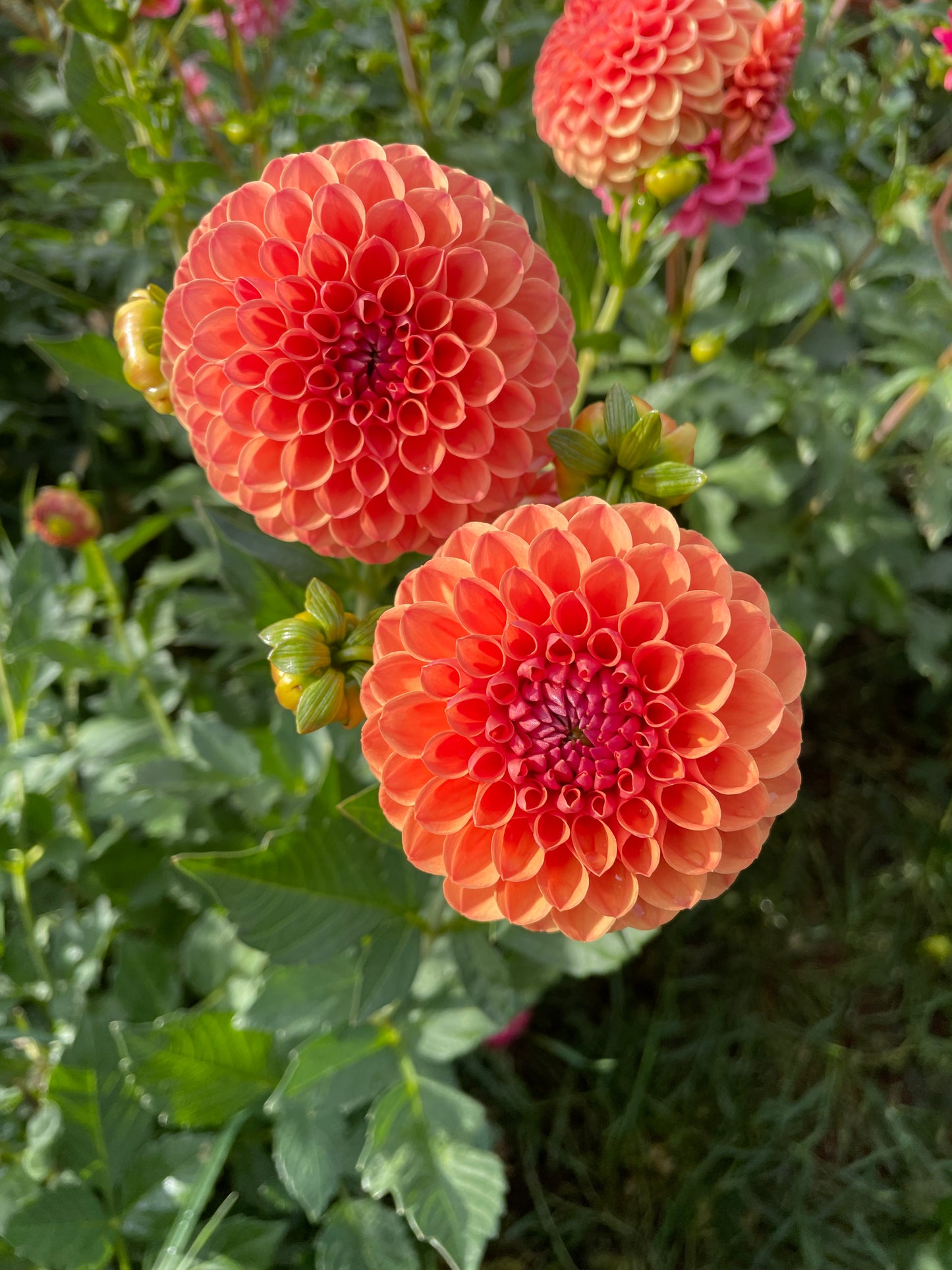 David Digweed Dahlia Tuber