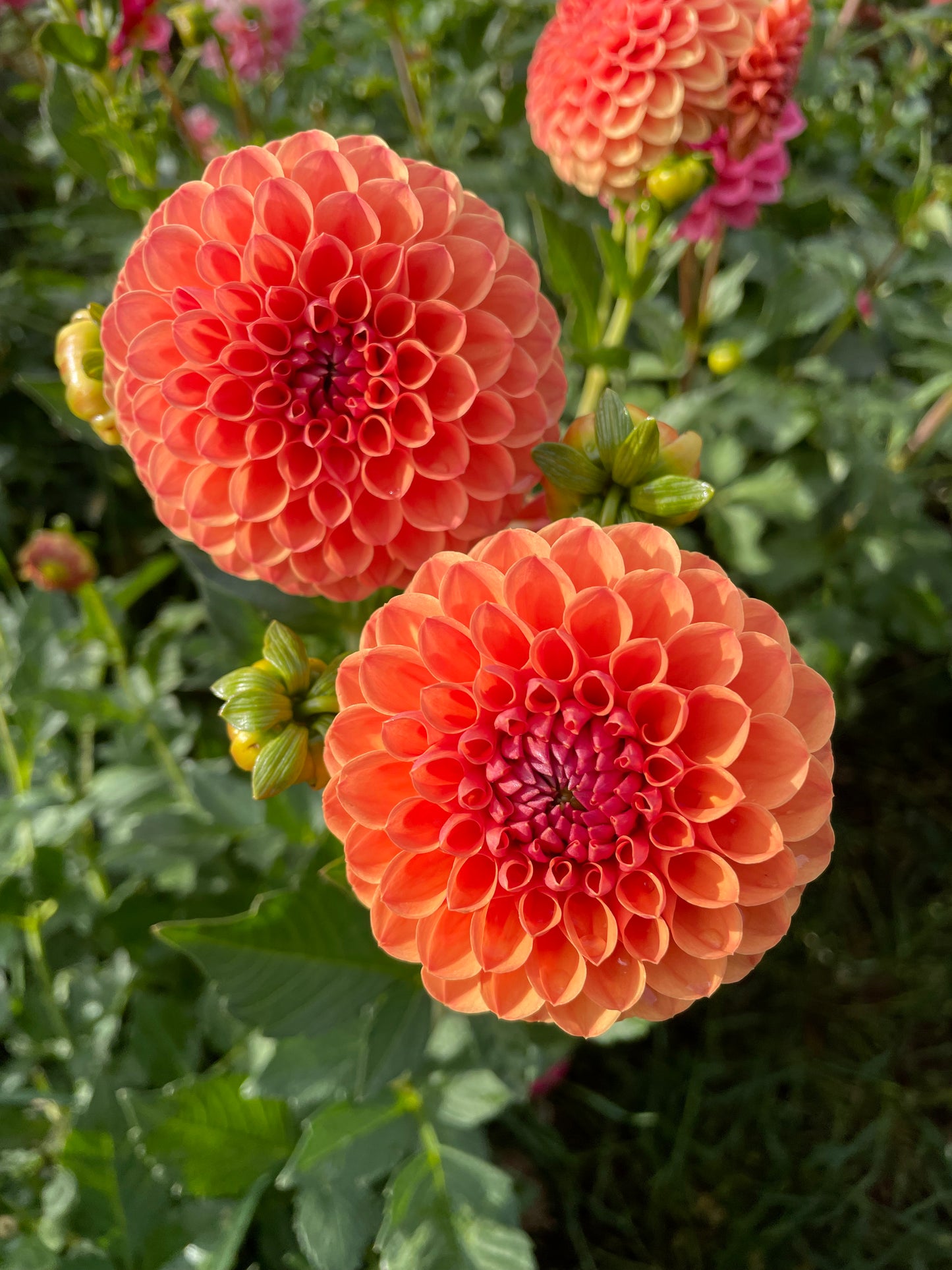 David Digweed Dahlia Tuber