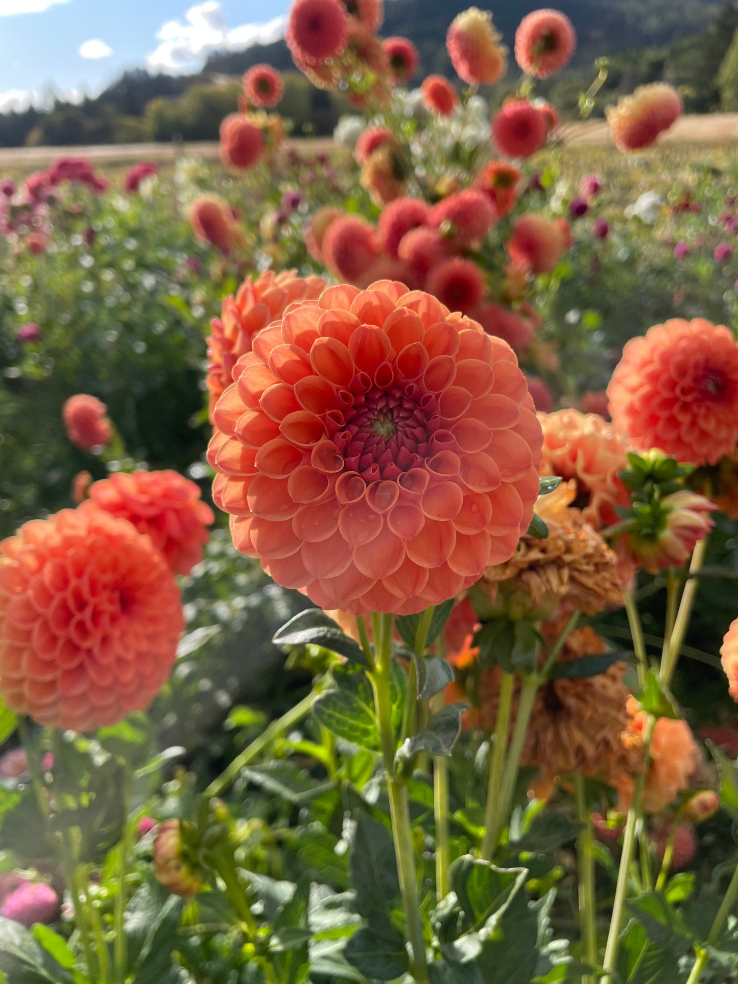 David Digweed Dahlia Tuber
