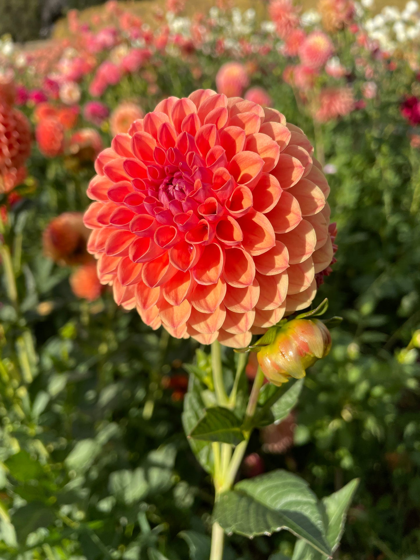 David Digweed Dahlia Tuber