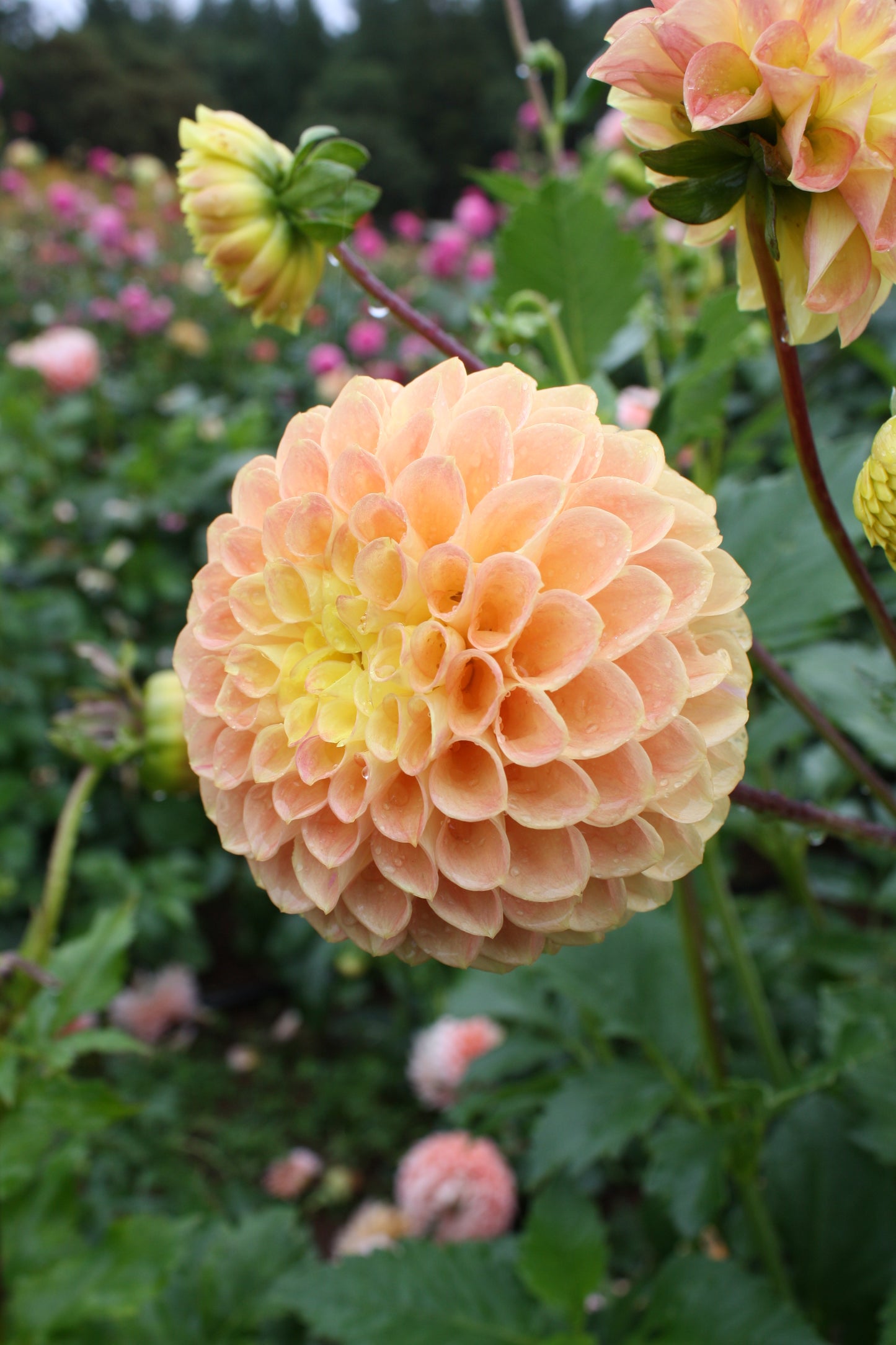 Fiona Dahlia Tuber