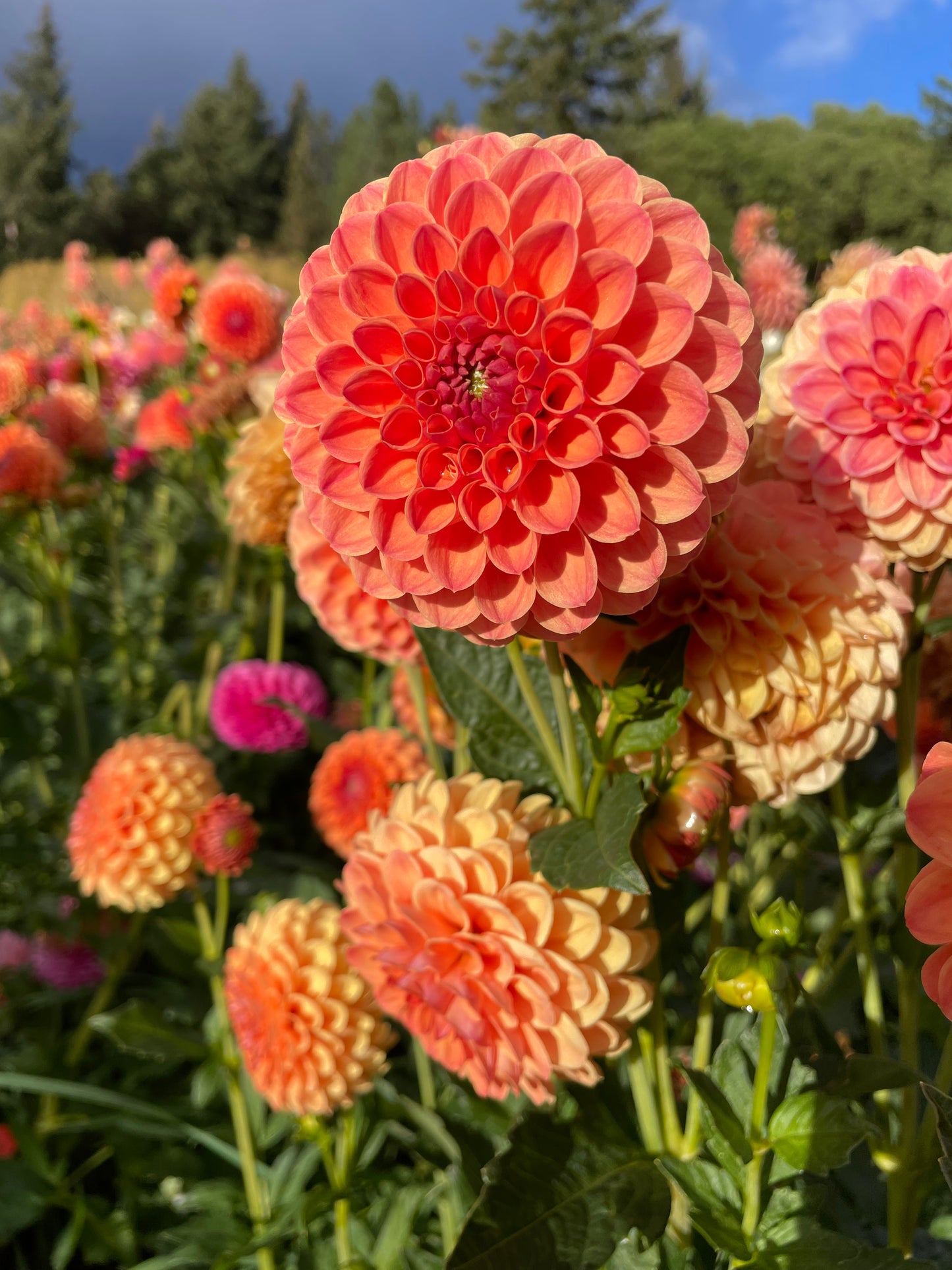 David Digweed Dahlia Tuber