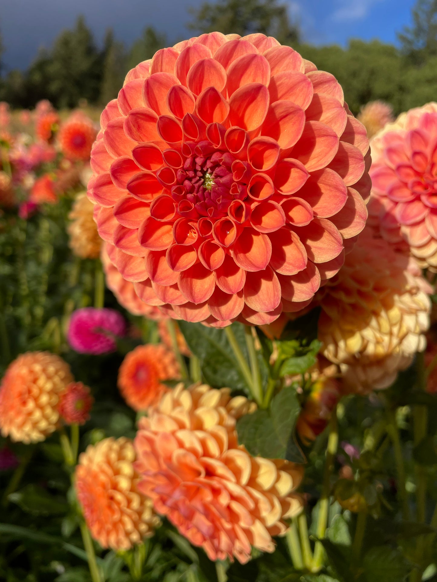 David Digweed Dahlia Tuber