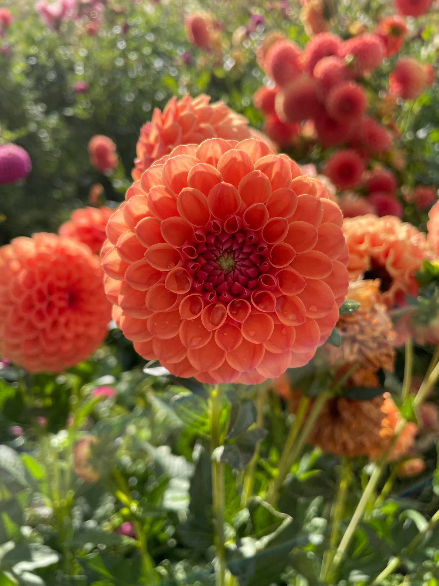 David Digweed Dahlia Tuber
