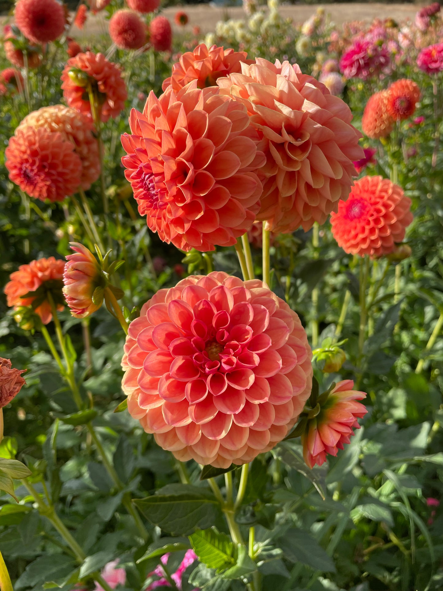 David Digweed Dahlia Tuber