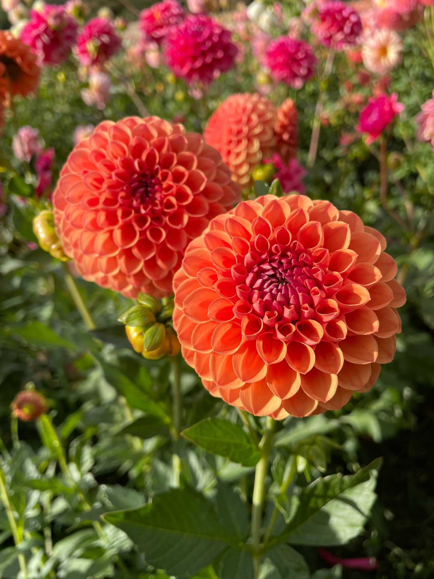 David Digweed Dahlia Tuber