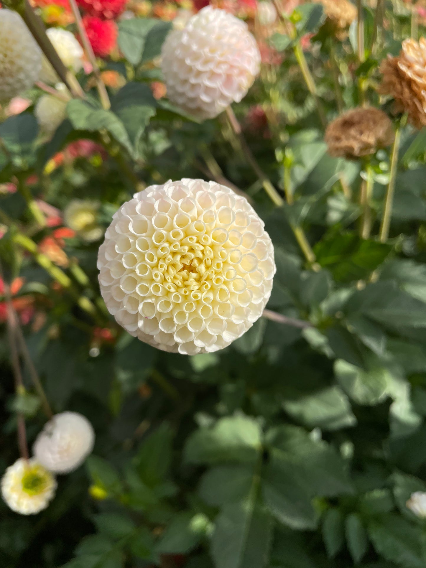 Small World Dahlia Tuber