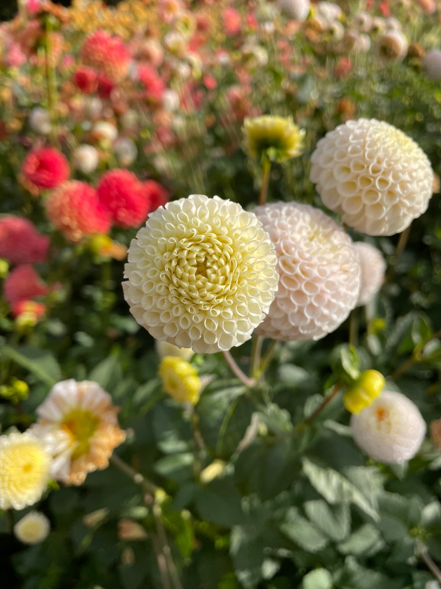Small World Dahlia Tuber