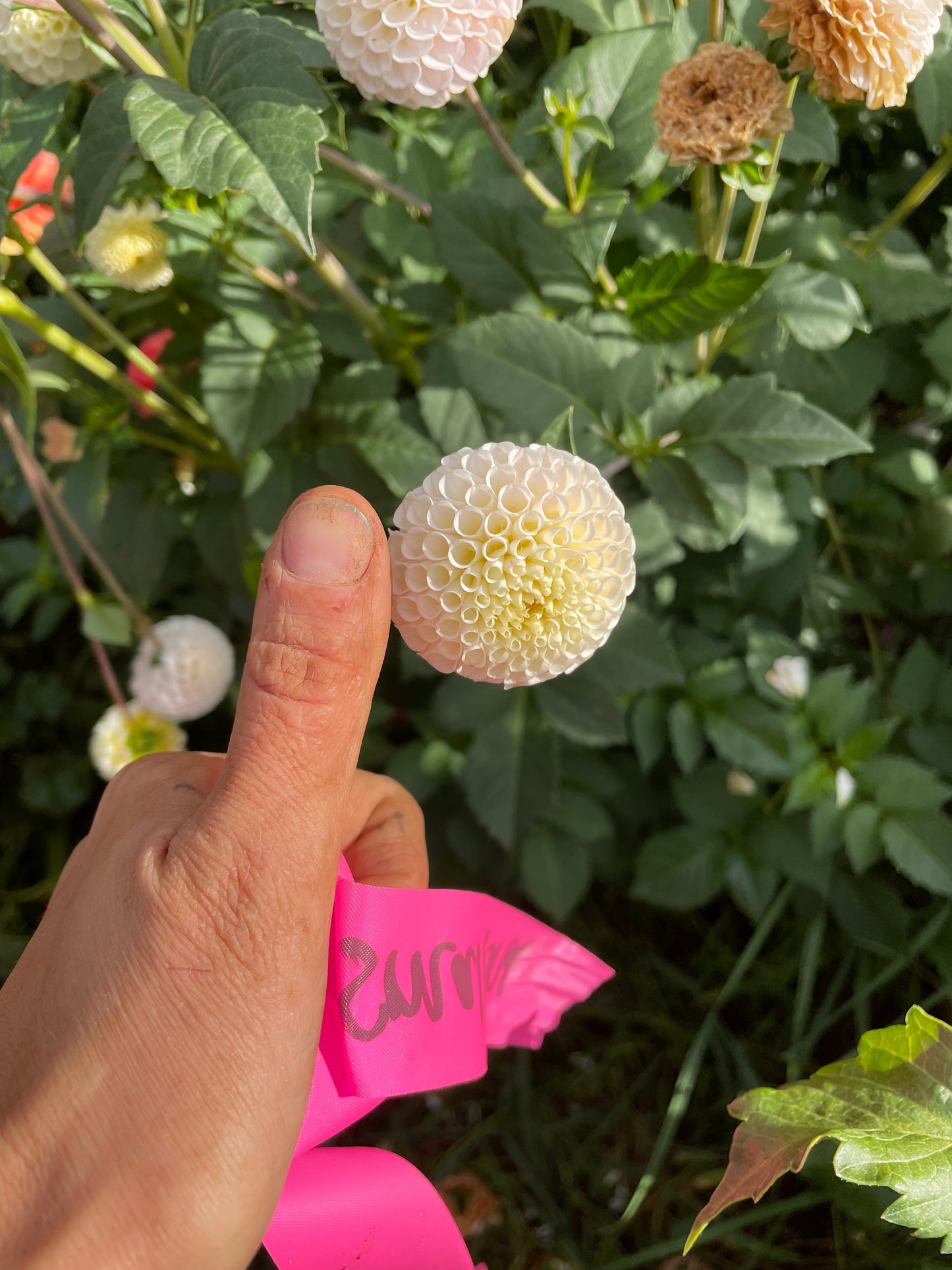 Small World Dahlia Tuber