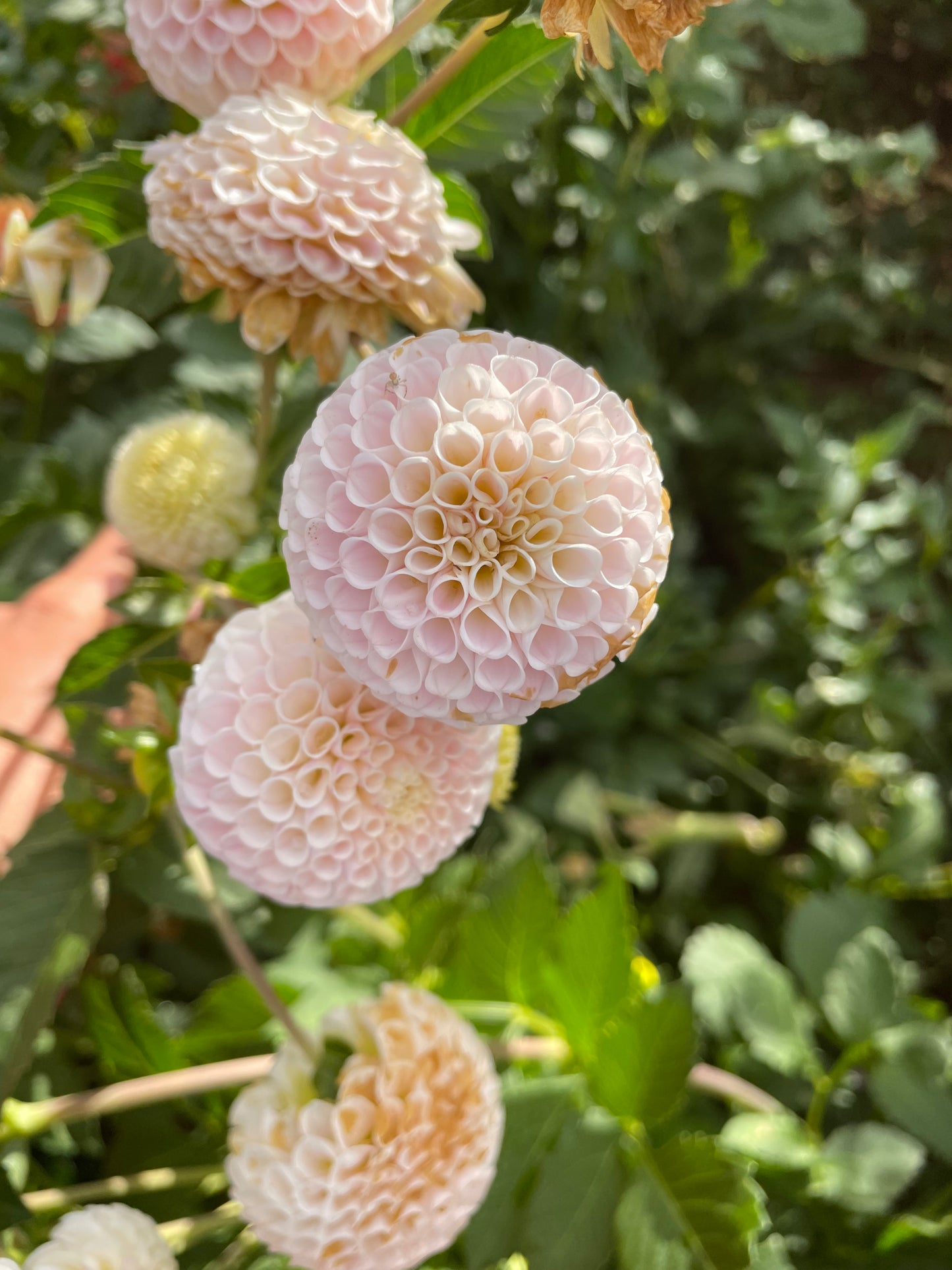 Small World Dahlia Tuber