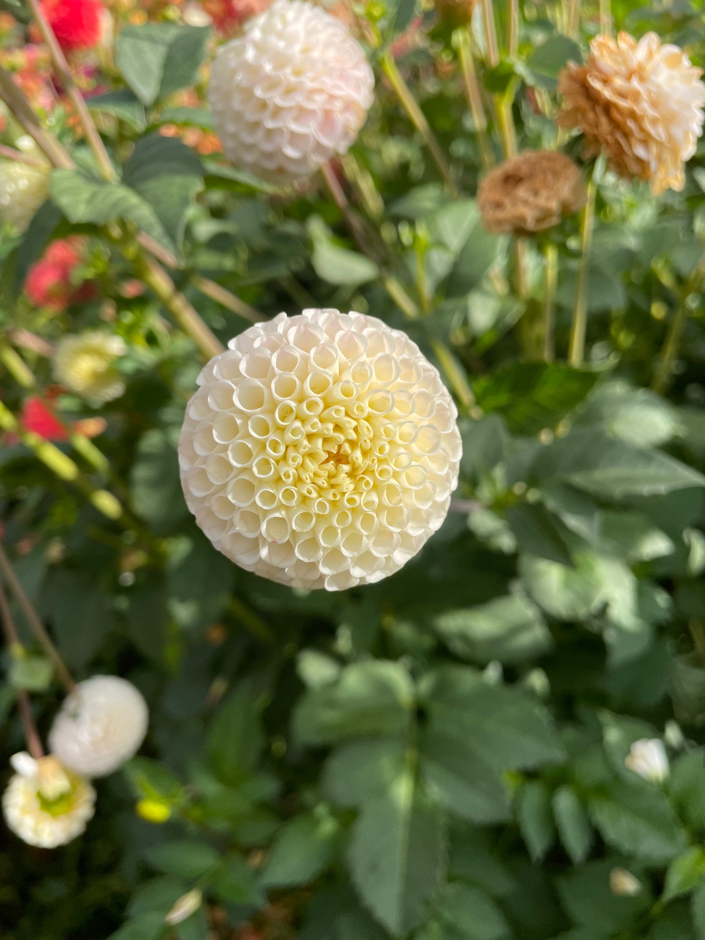 Small World Dahlia Tuber