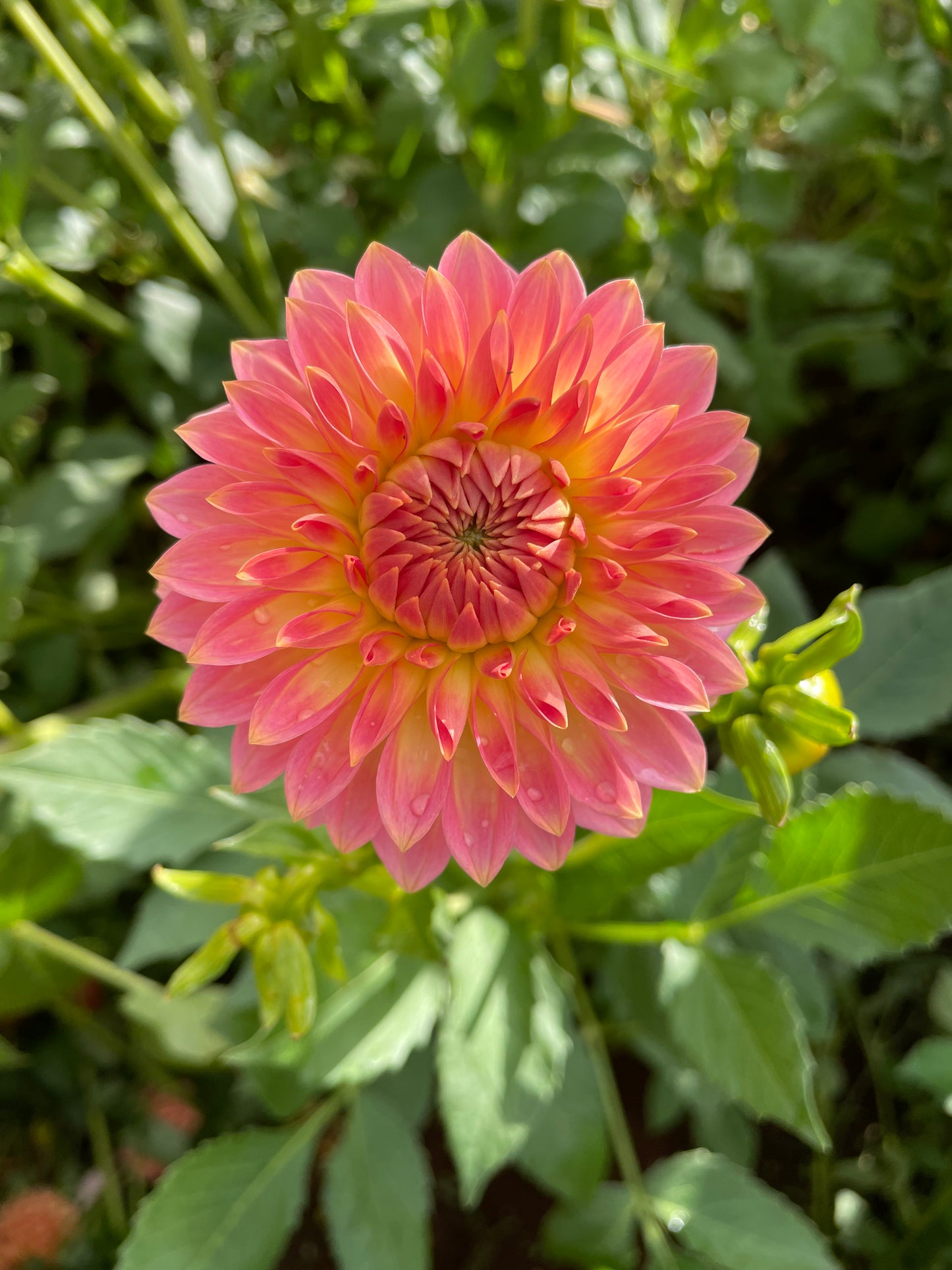 Oreti Adele Dahlia Tuber