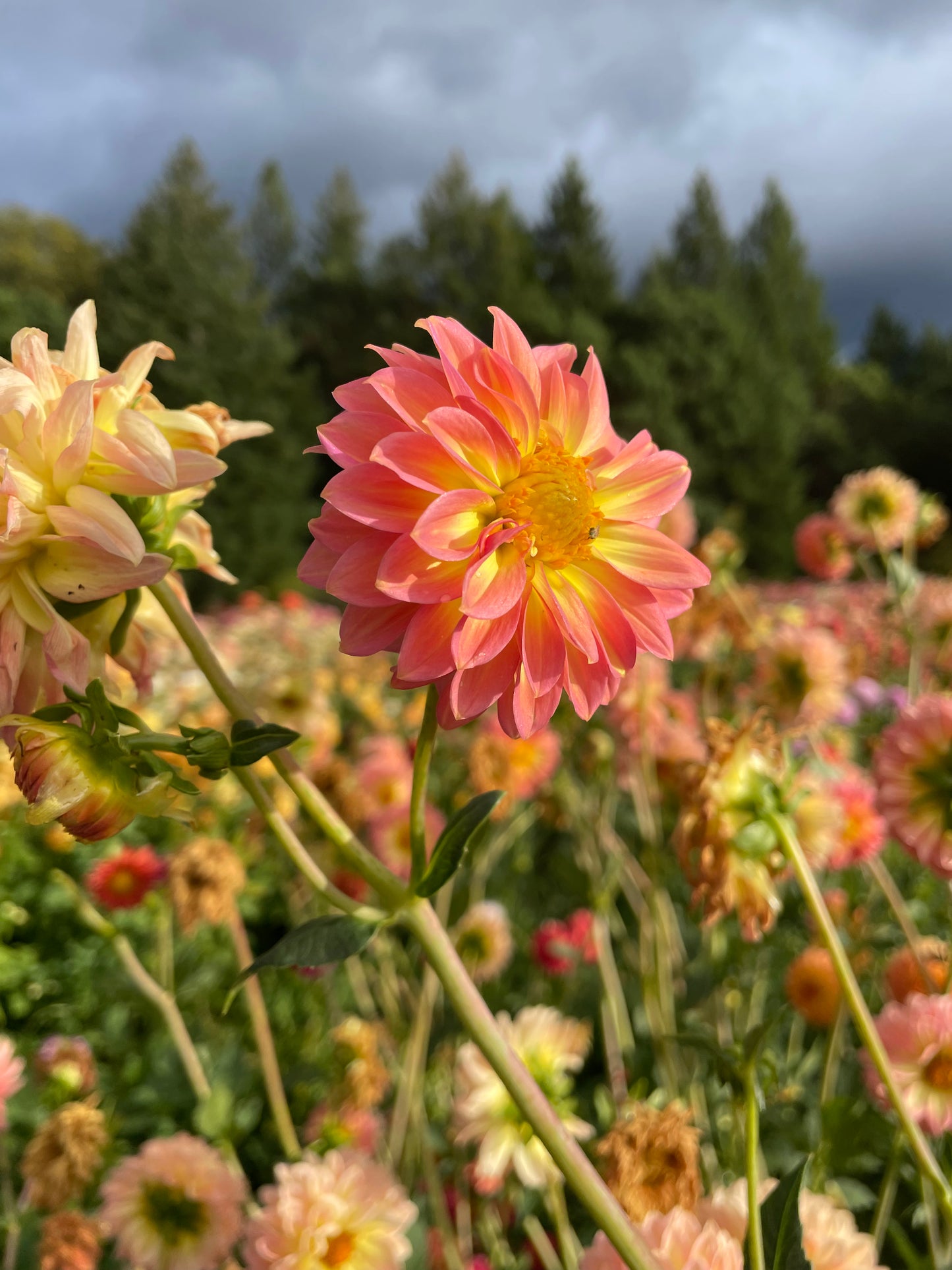 Oreti Adele Dahlia Tuber