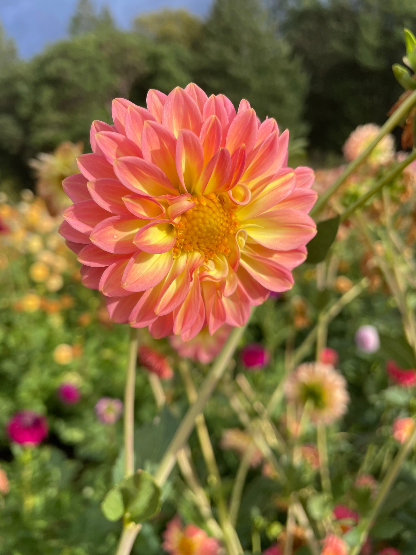Oreti Adele Dahlia Tuber