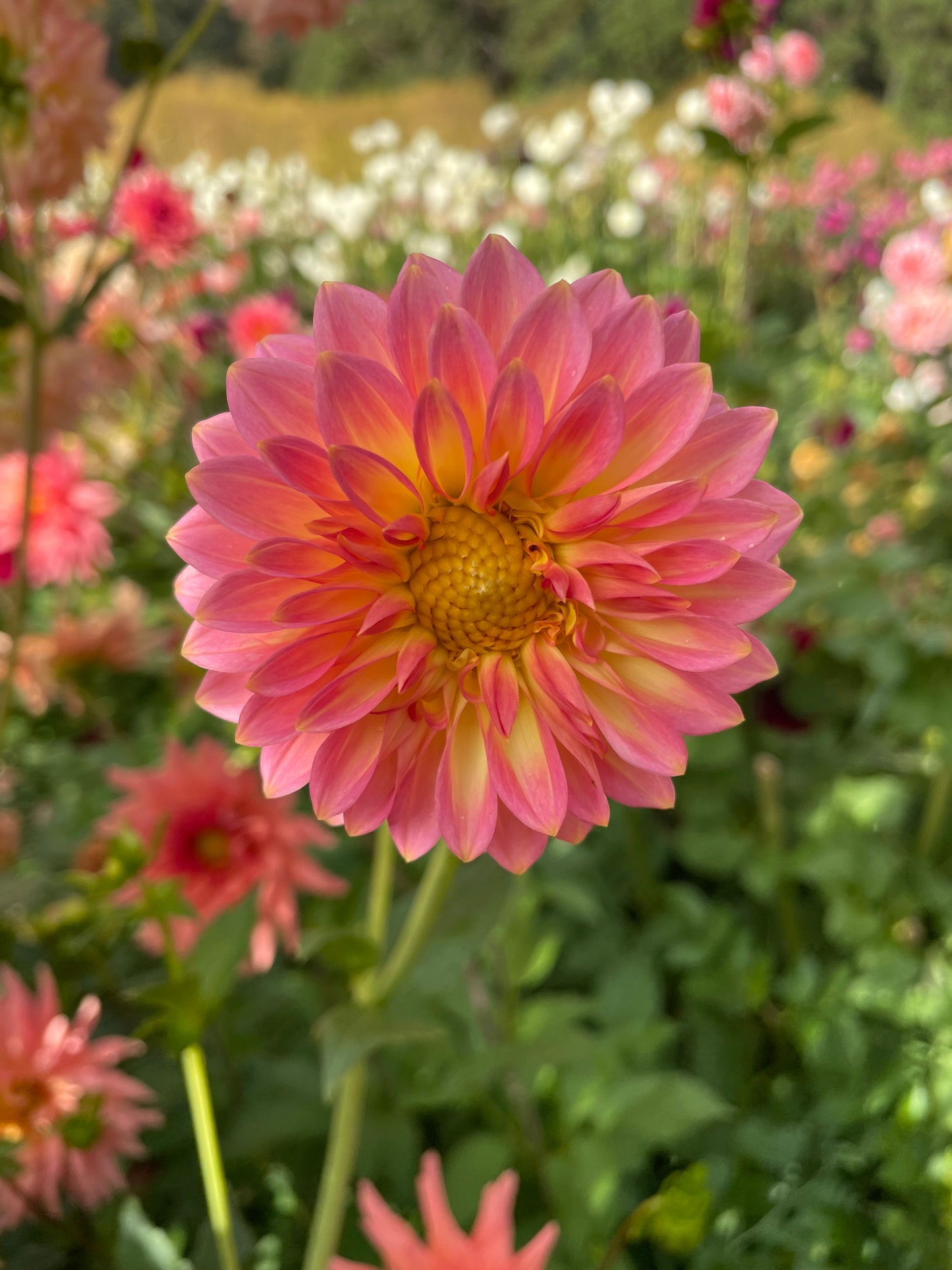 Oreti Adele Dahlia Tuber