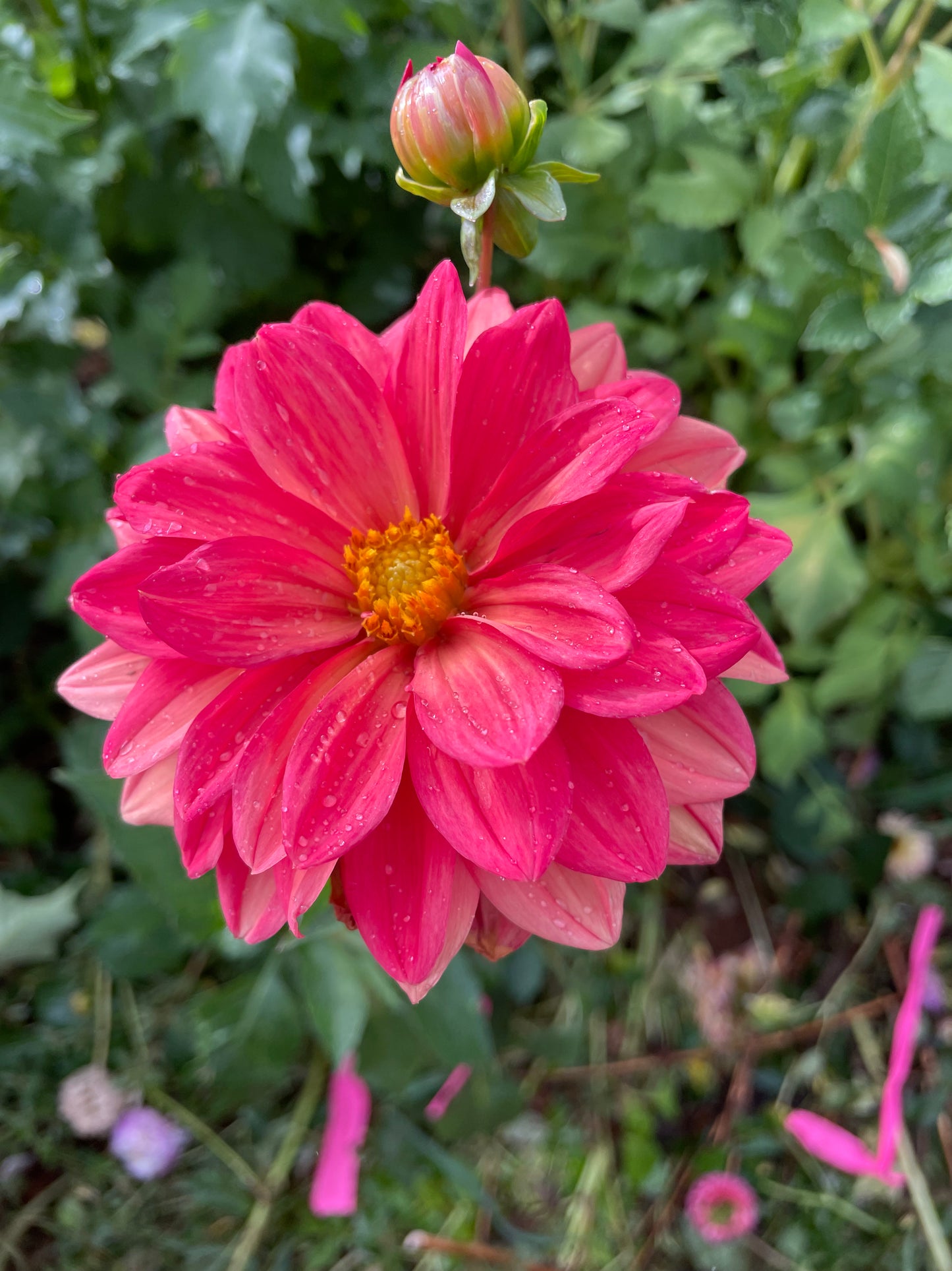 Koppertone Dahlia Tuber