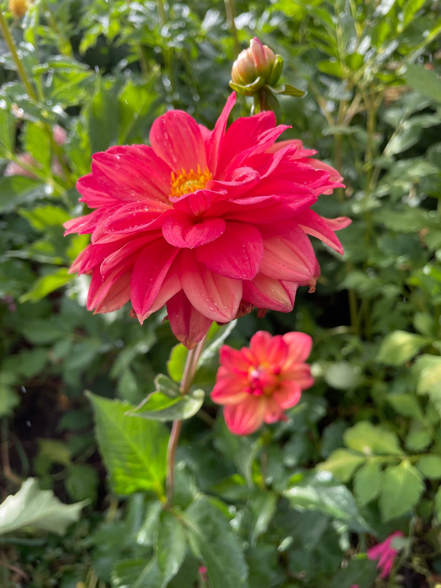 Koppertone Dahlia Tuber