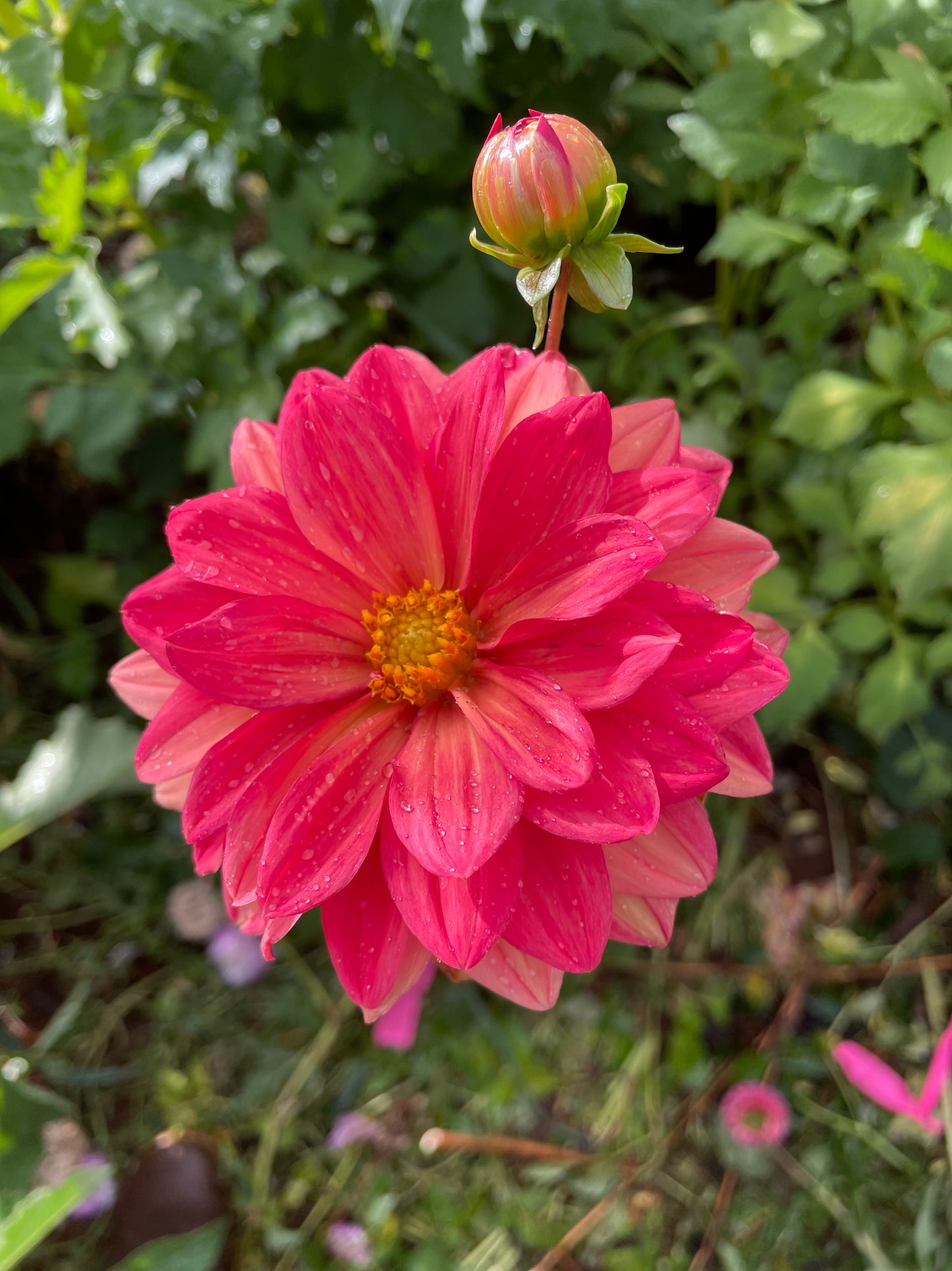 Koppertone Dahlia Tuber