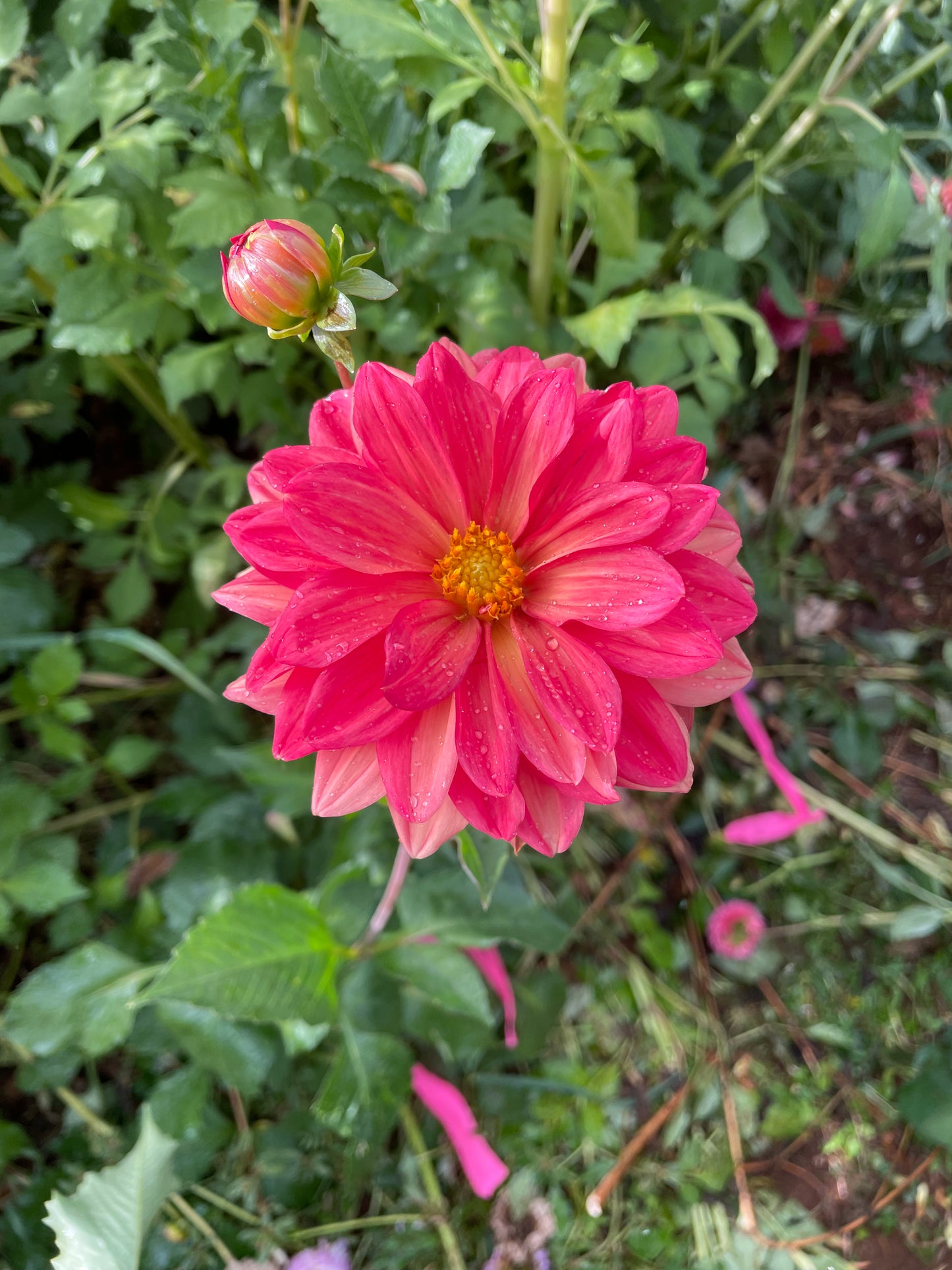 Koppertone Dahlia Tuber