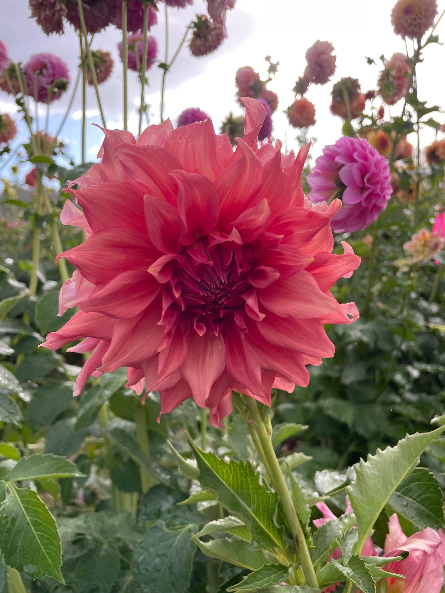 Sierra Glow Dahlia Tuber