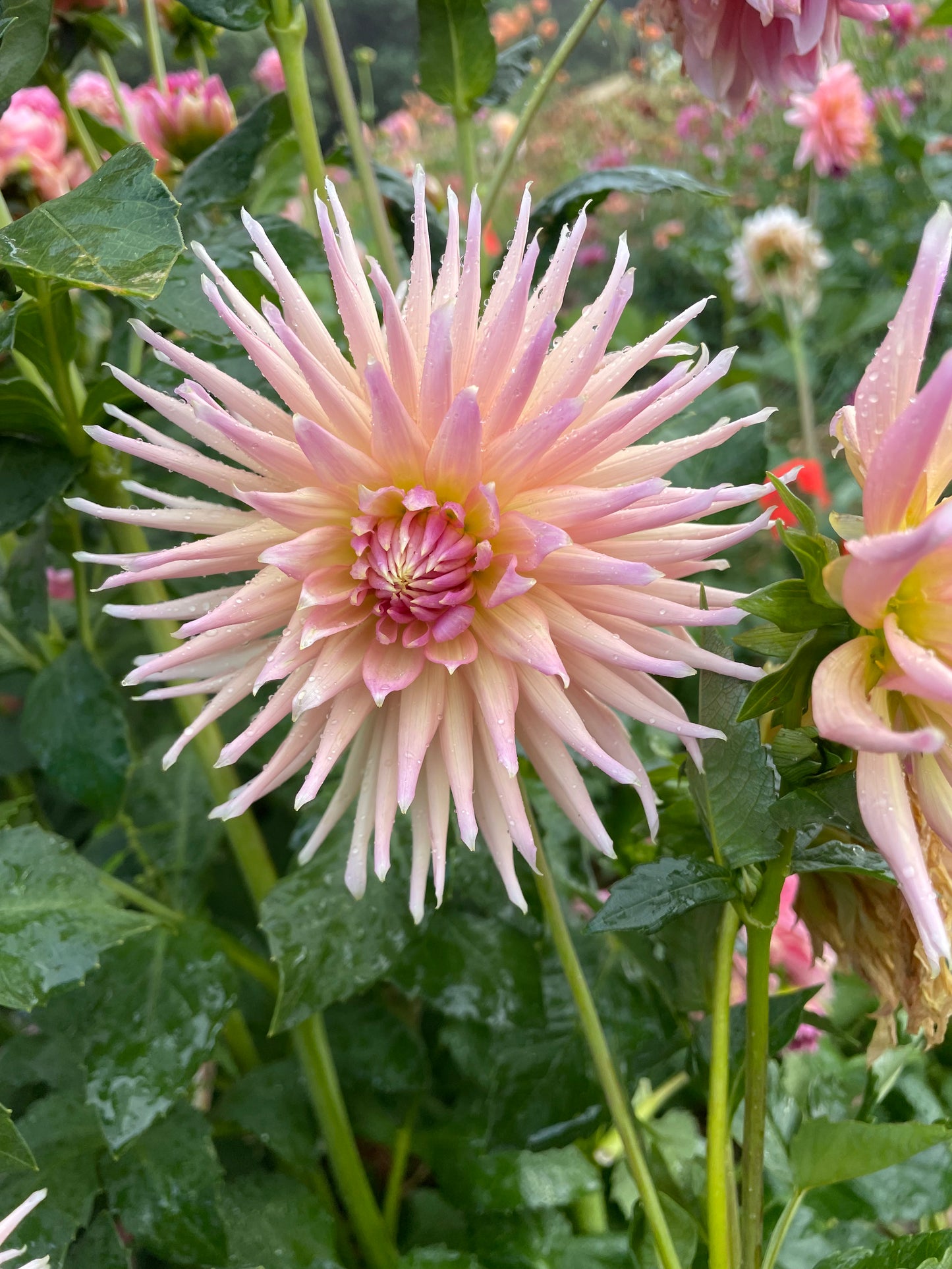 Wyn's Mauve Mist Dahlia Tuber