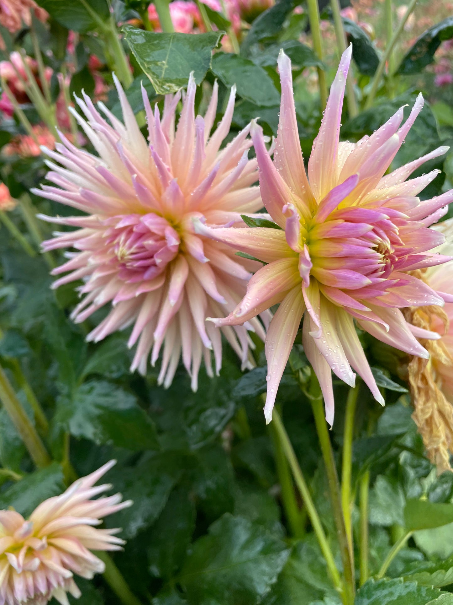 Wyn's Mauve Mist Dahlia Tuber